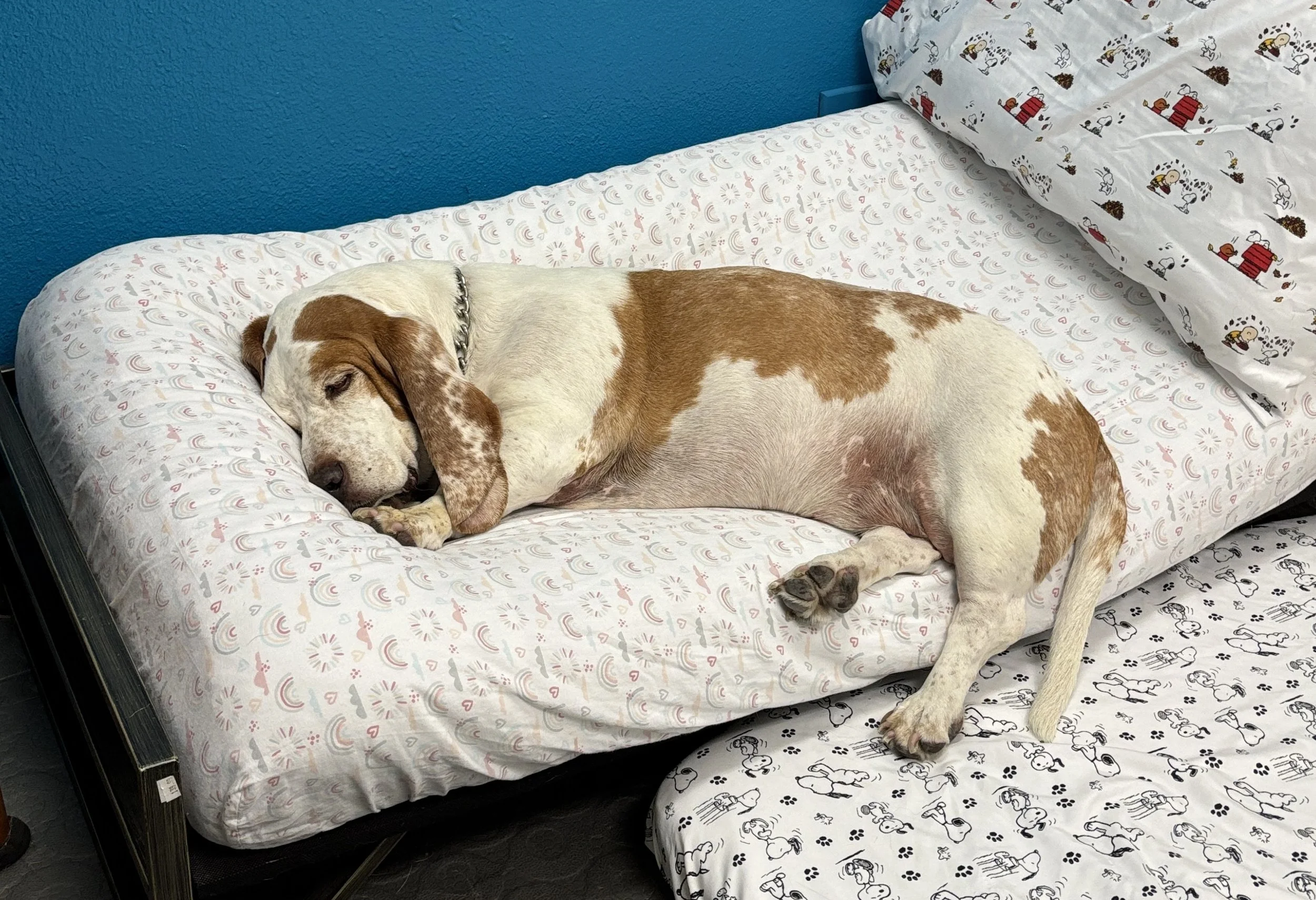 A brown and white dog is sleeping on a bed with colorful patterned sheets and pillows, beside a blue wall.