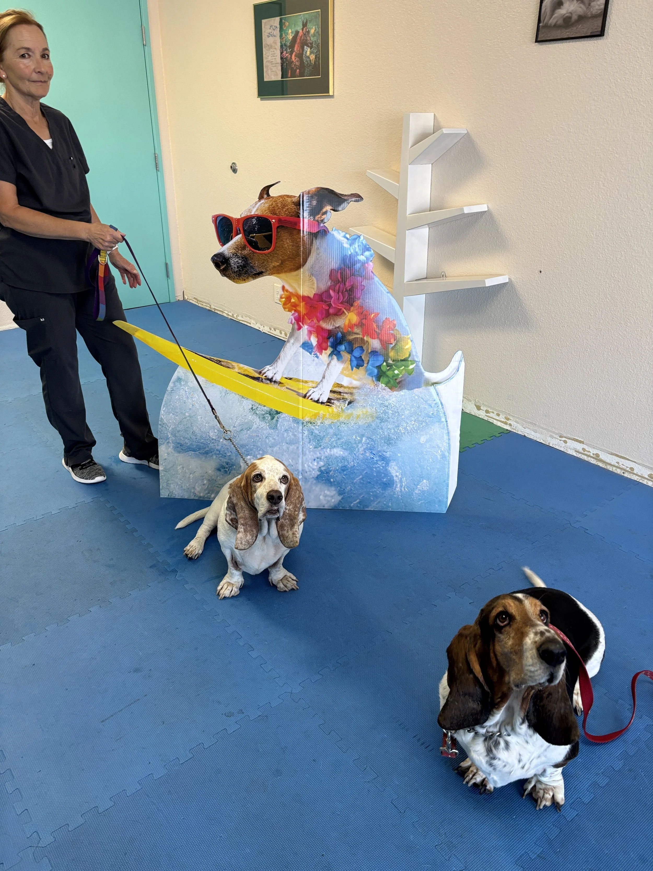A woman wearing a black top and black pants is holding three dogs on leashes in an indoor setting. There is a large, cut-out image of a dog wearing red sunglasses and a colorful floral lei, placed on a blue textured mat. In the background, there is a