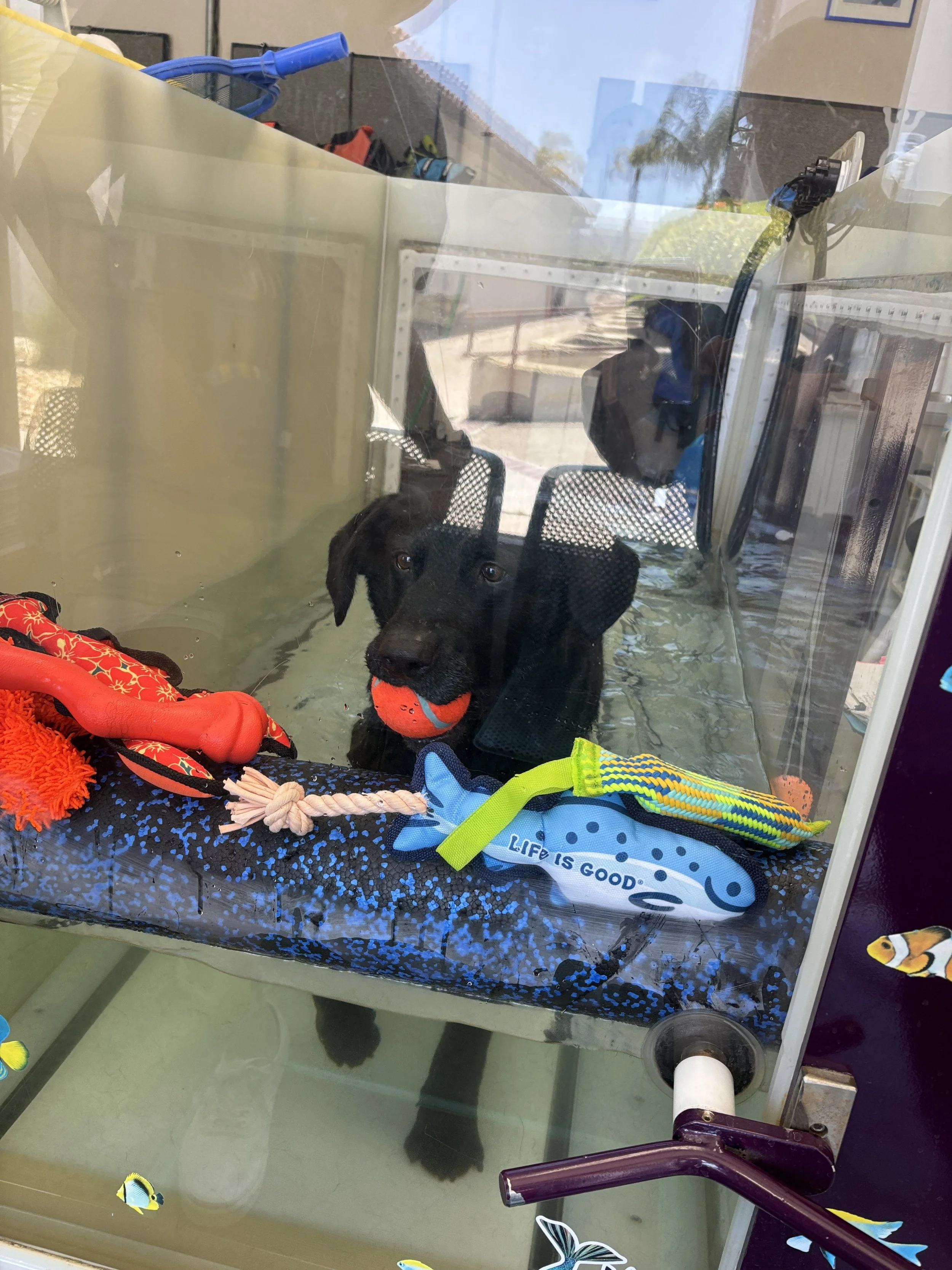 A black dog with a red collar and an orange ball in its mouth inside a glass enclosure at an aquarium or zoo, with various colorful toys and decorations around.