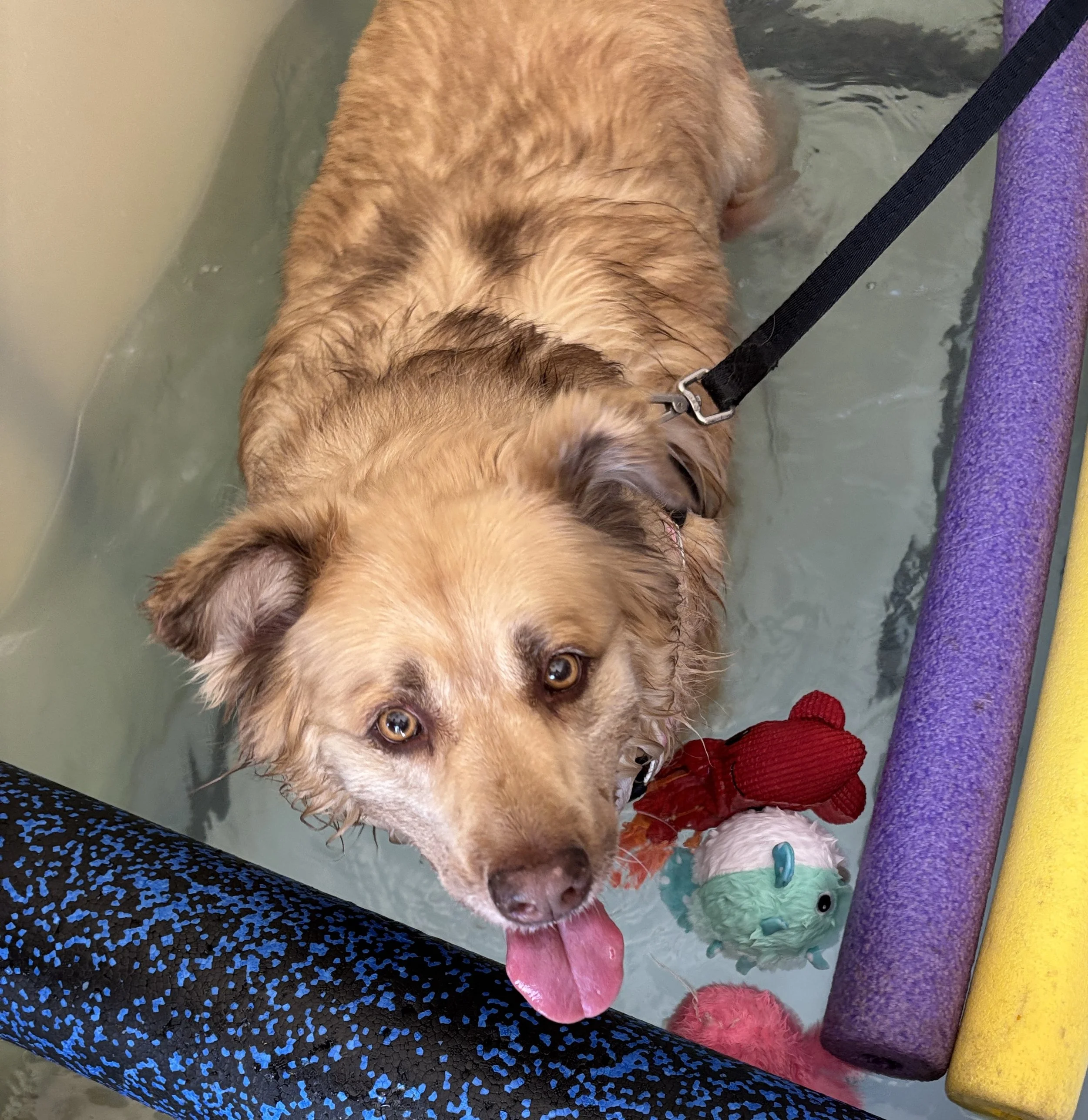 A golden retriever dog in a swimming pool with a pink tongue sticking out, surrounded by colorful pool floats and toys.