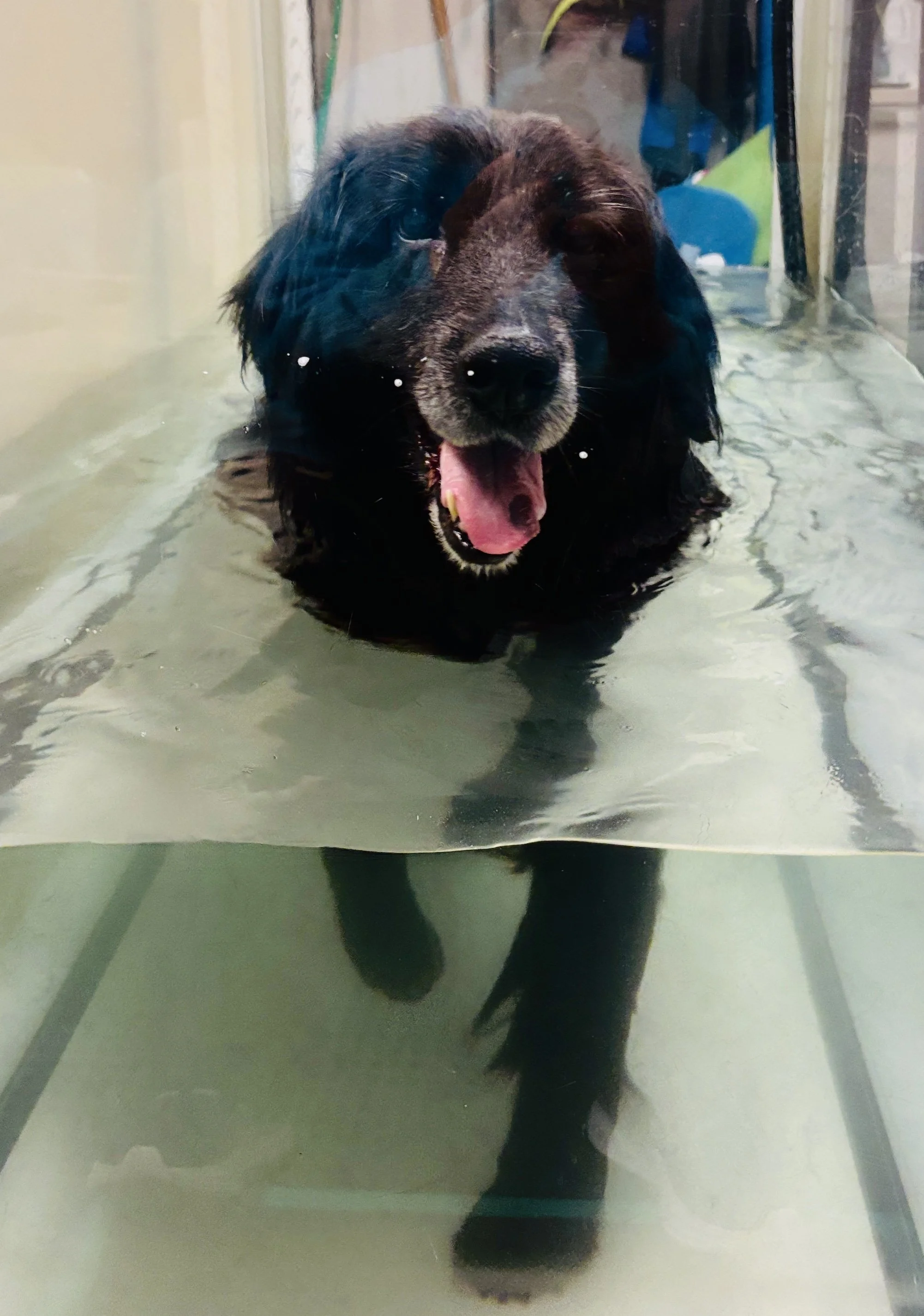 A black dog with brown markings on its face, possibly a Labrador Retriever, in a shallow pool of water indoors, with objects and chairs in the background.