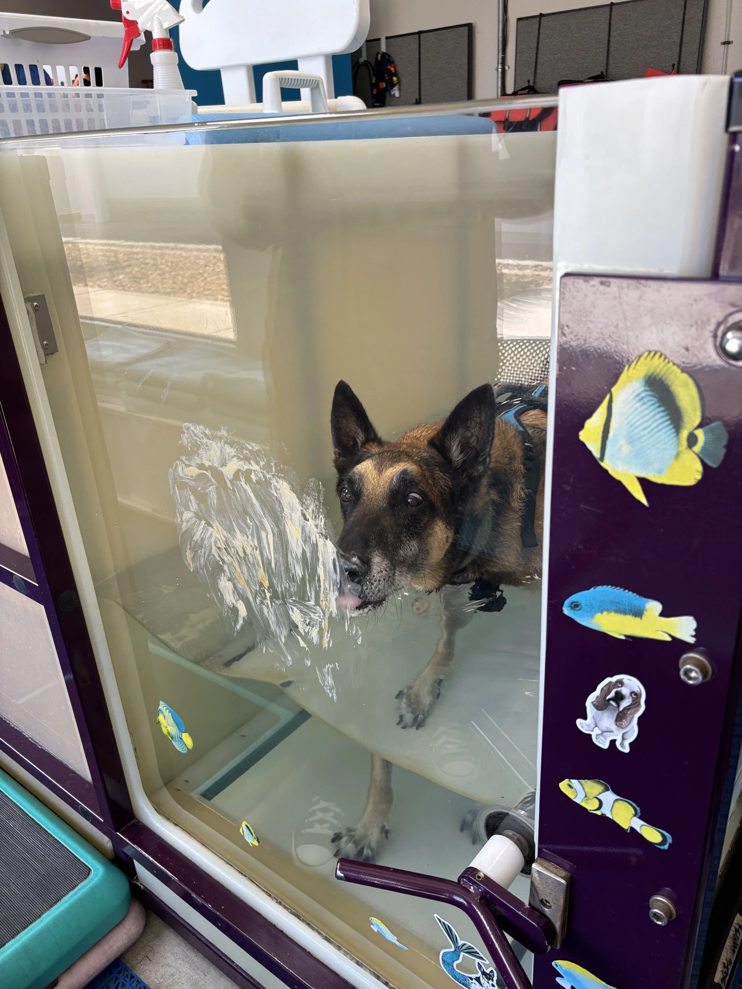A dog is in a small aquarium with water, looking out and licking the water. The aquarium has fish stickers on the sides.