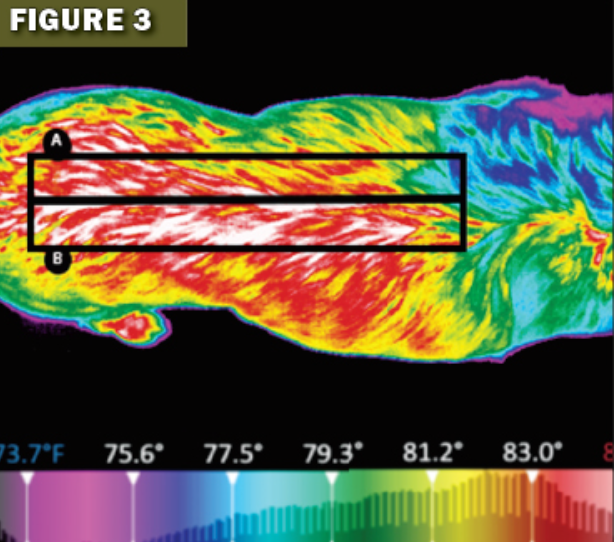 Thermal image of a crocodile with color-coded body temperature scale from 73.7°F to 83.0°F.