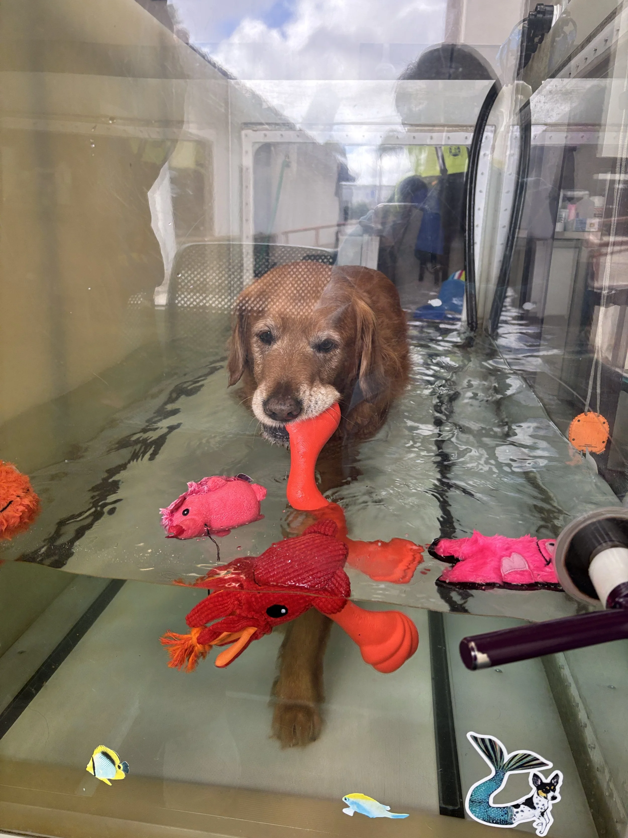 A dog with brown fur submerged in water in a tank, holding a red rubber toy in its mouth, surrounded by plush toys including a pink pig and red octopus, with decorative stickers of fish and a mermaid tail on the side of the tank.