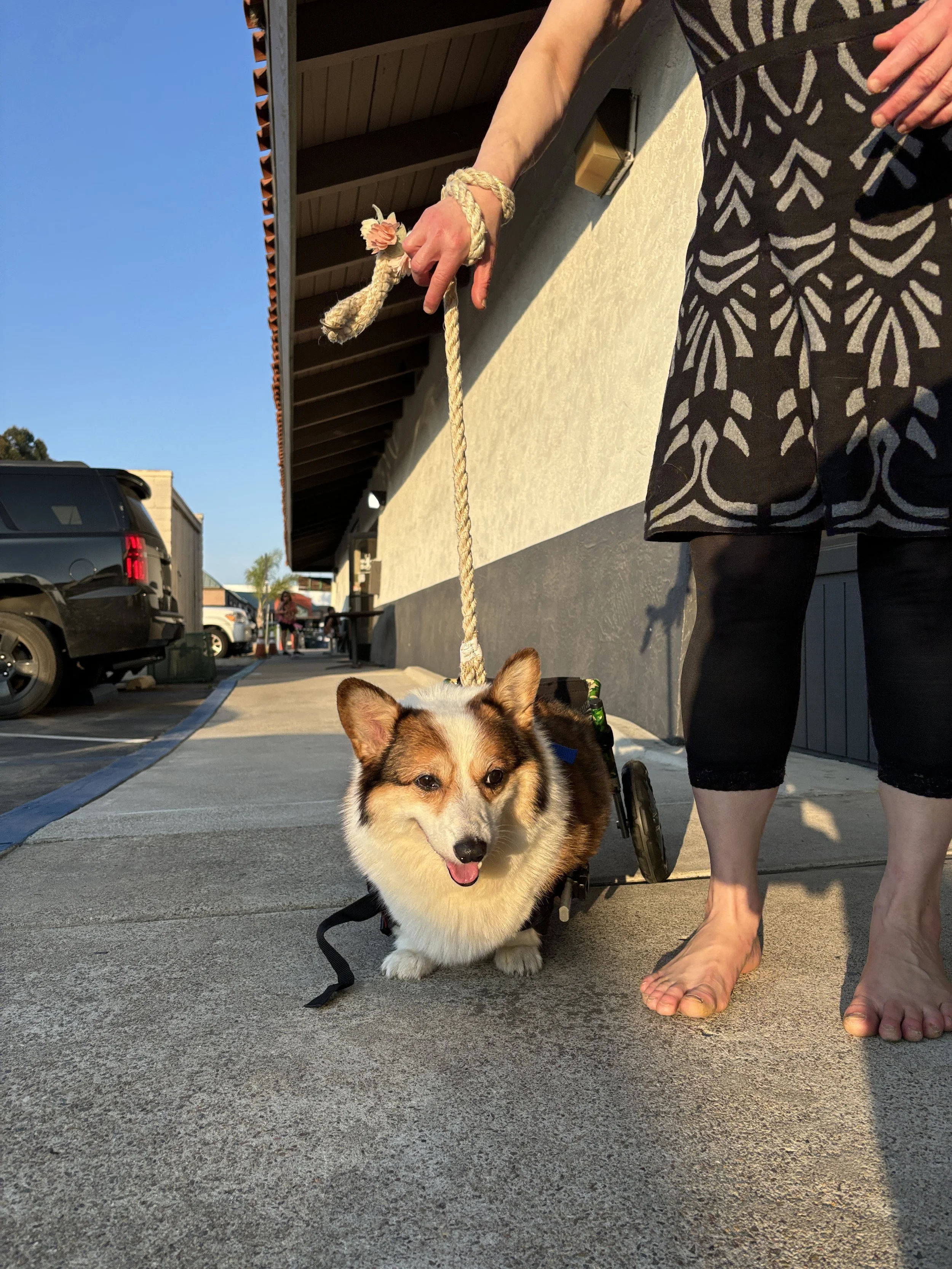 A corgi dog in a wheelchair, smiling, with a person standing next to it pointing at the dog. The person is barefoot, wearing black and white patterned pants and a striped shirt. The scene is outdoors with a clear blue sky, parked cars, and a building