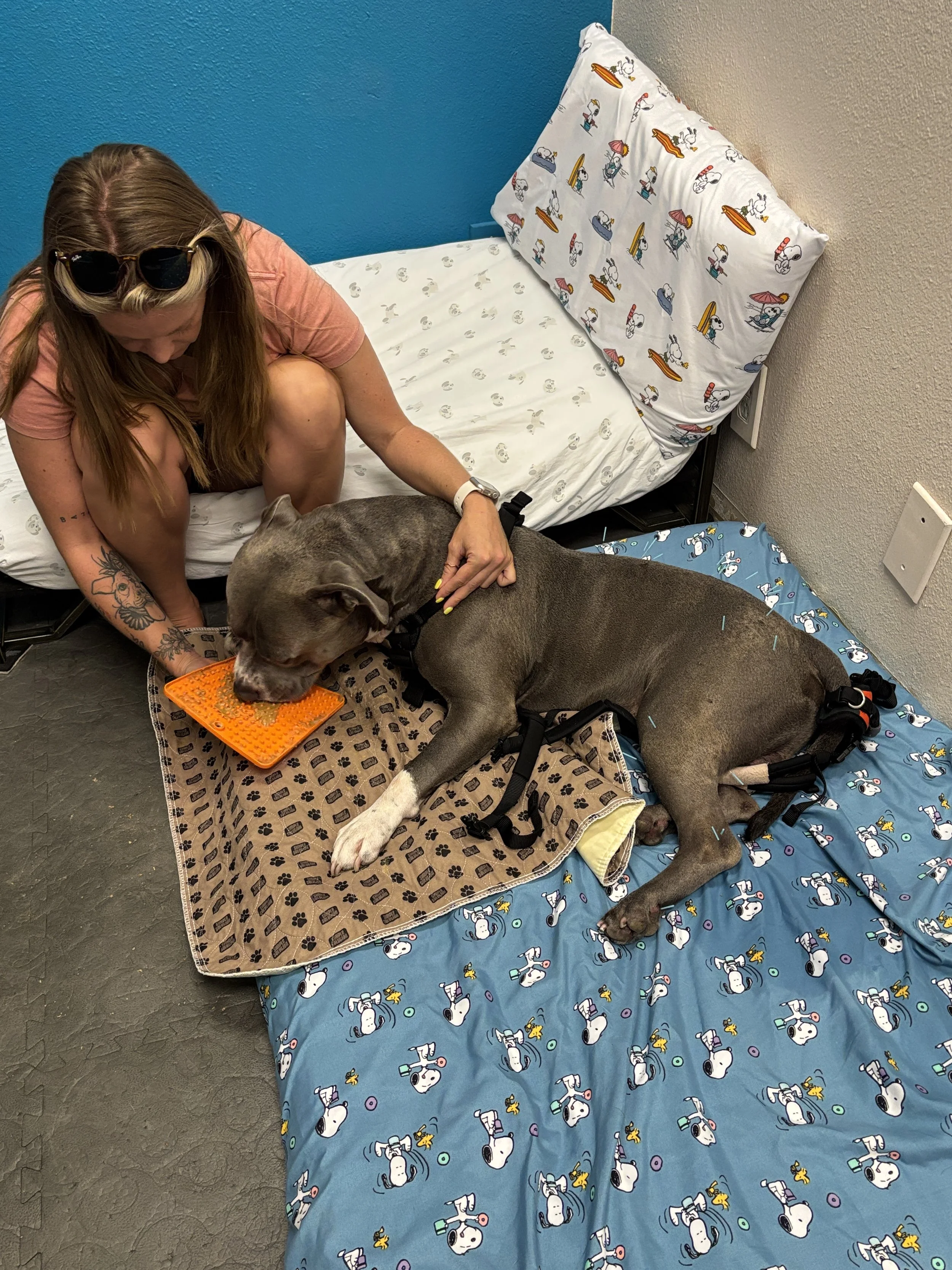 A woman in a pink shirt and sunglasses on her head is sitting on a bed and petting a large dog lying on the bed. The bed has Snoopy-themed bedding, with a blanket and pillow featuring Snoopy and Woodstock dog characters, and a blue comforter with Sno