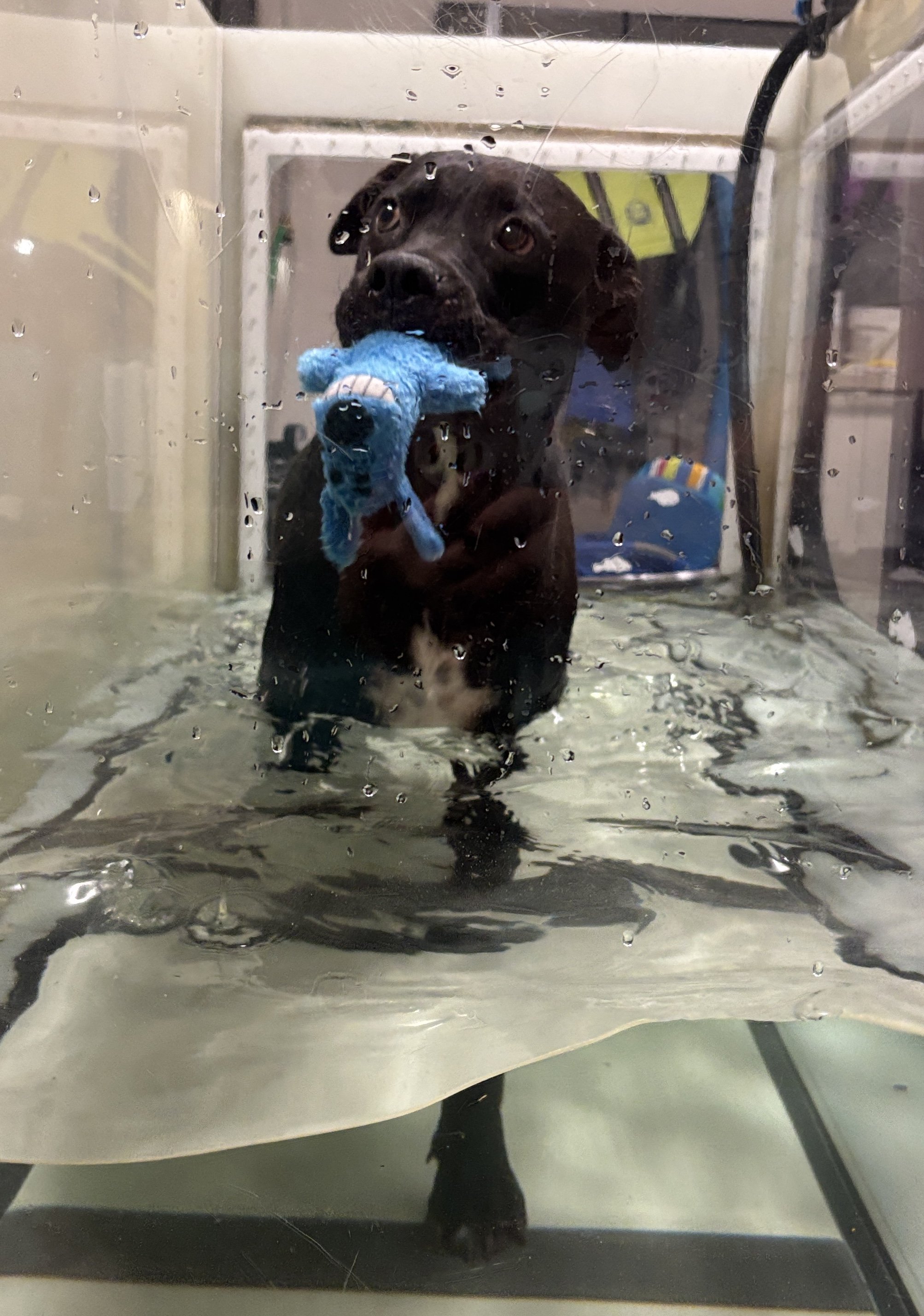 A black dog standing on a metal table in front of a glass barrier, holding a blue plush toy in its mouth, inside a veterinary or animal care facility.