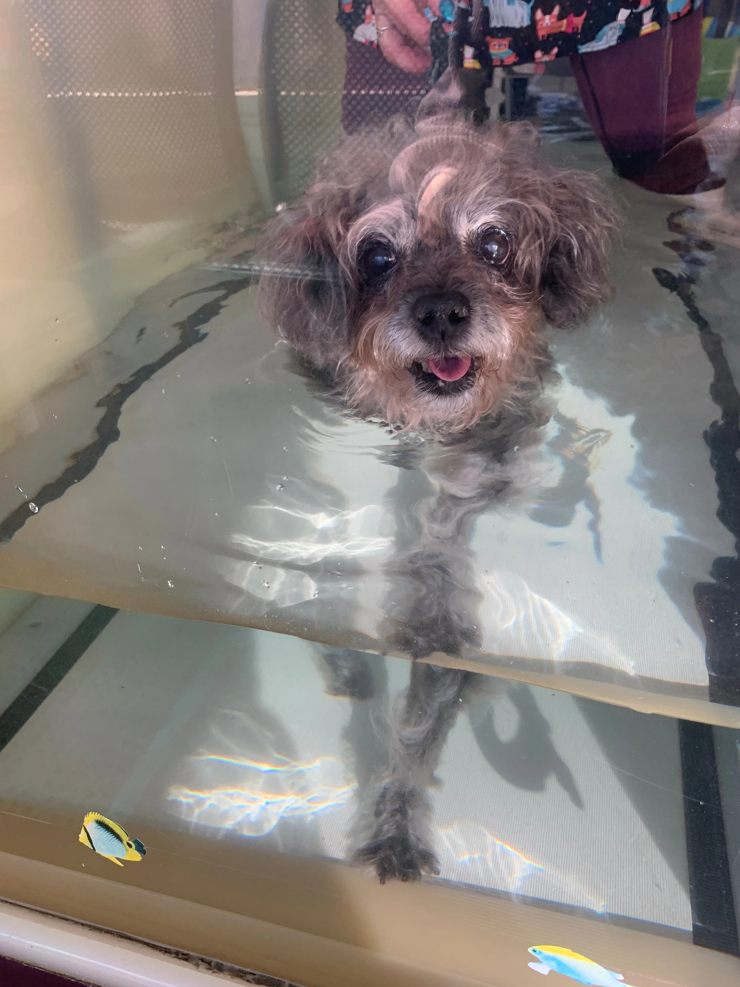 A small, fluffy dog with a curly coat standing in shallow water, looking through a glass door. The dog has dark eyes, a black nose, and its tongue slightly sticking out. The reflection of the dog is visible on the water's surface.