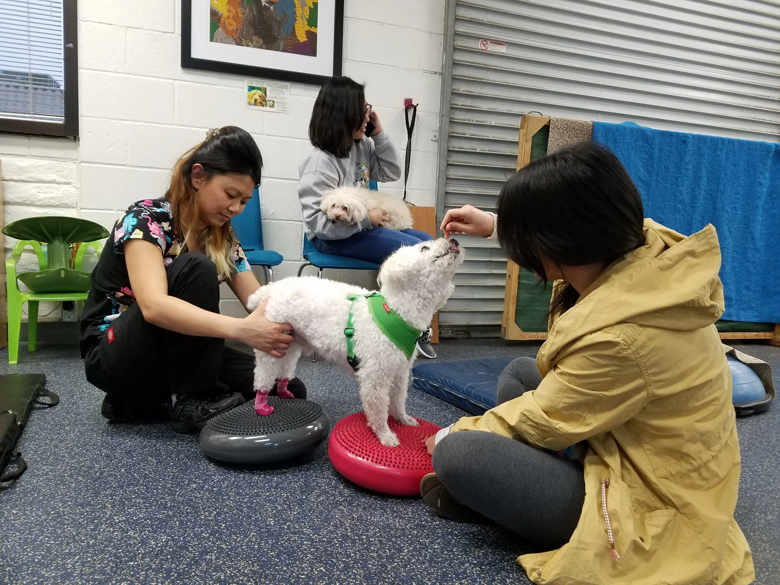 People participating in a dog therapy session with two small white dogs, sitting on circular balance pads in a room with white brick walls and artwork.