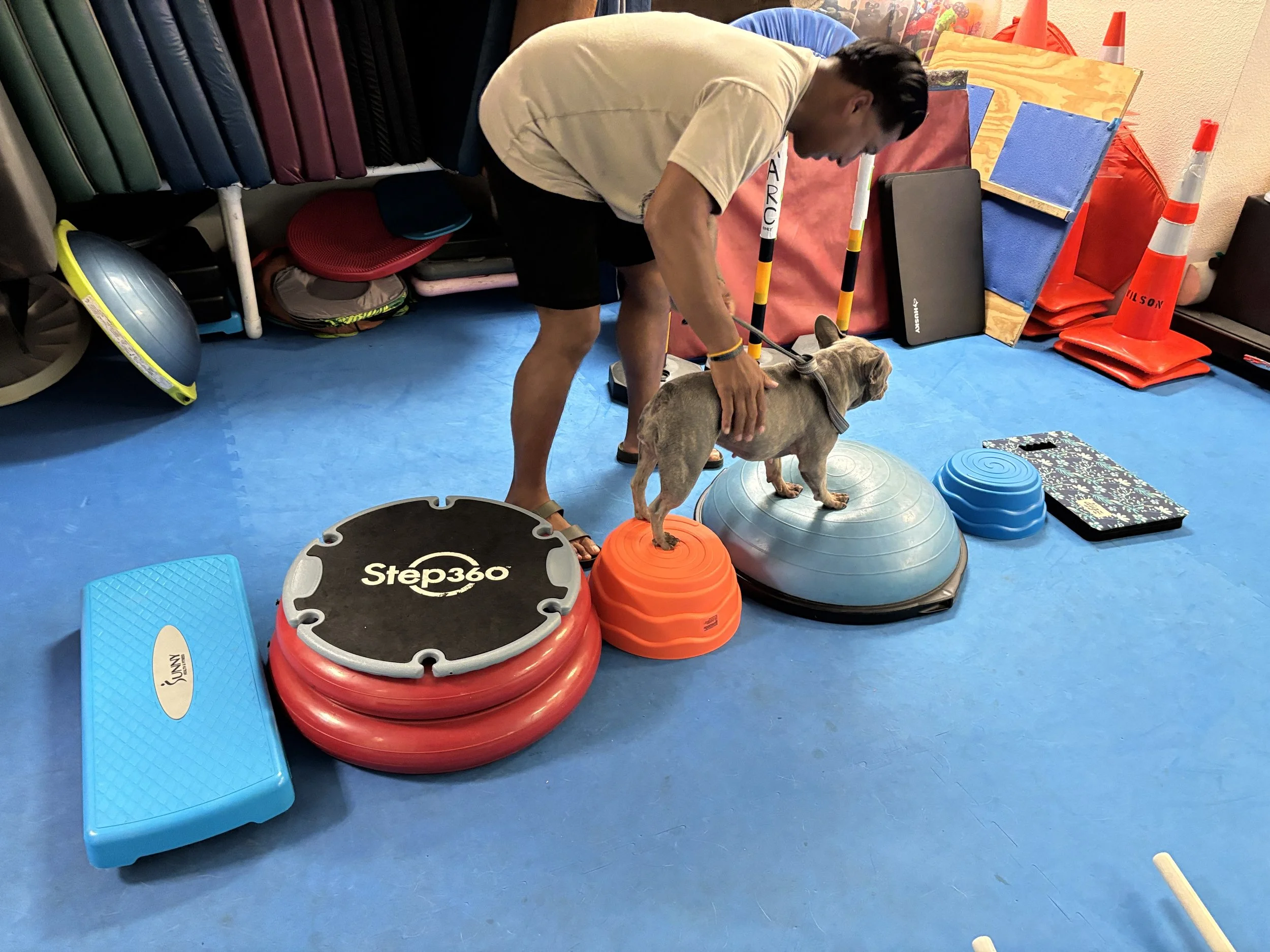 A young man bending over and petting a small dog standing on an exercise balance ball in a room with workout equipment. The room has colorful mats, cones, and stacked exercise steps.