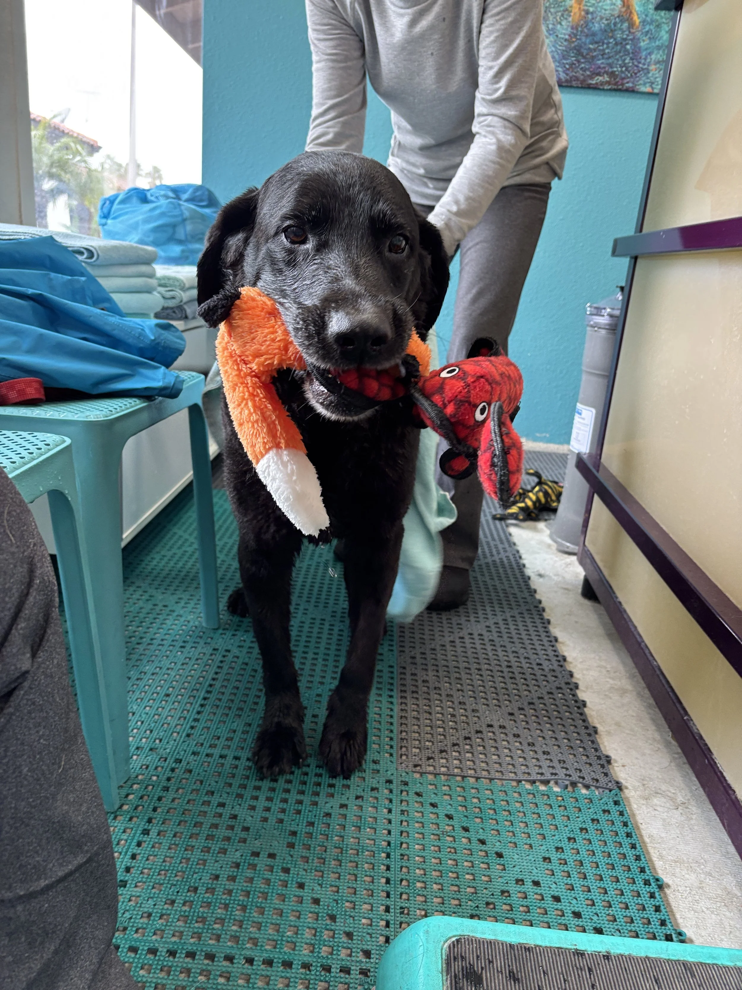 Black dog with gray fur around the face and a Santa hat around its neck standing on a green grate inside a room with a person tending to it. The room has turquoise walls, folded towels or cloths on a turquoise bench, and some colorful wall art.