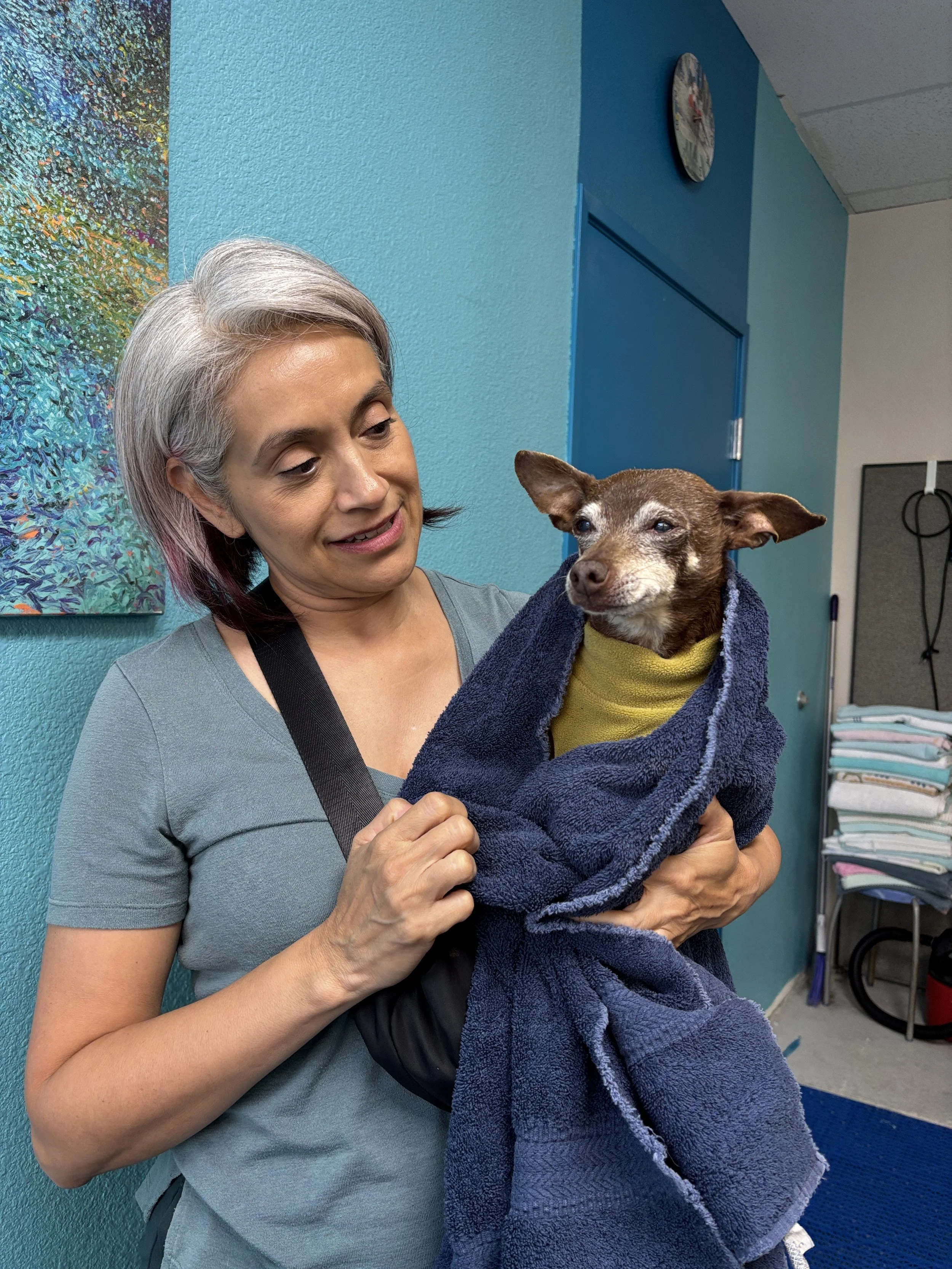 A woman with gray and purple hair holding a small dog wrapped in a blue towel in an indoor setting with aqua and blue walls, a painting, and a clock.