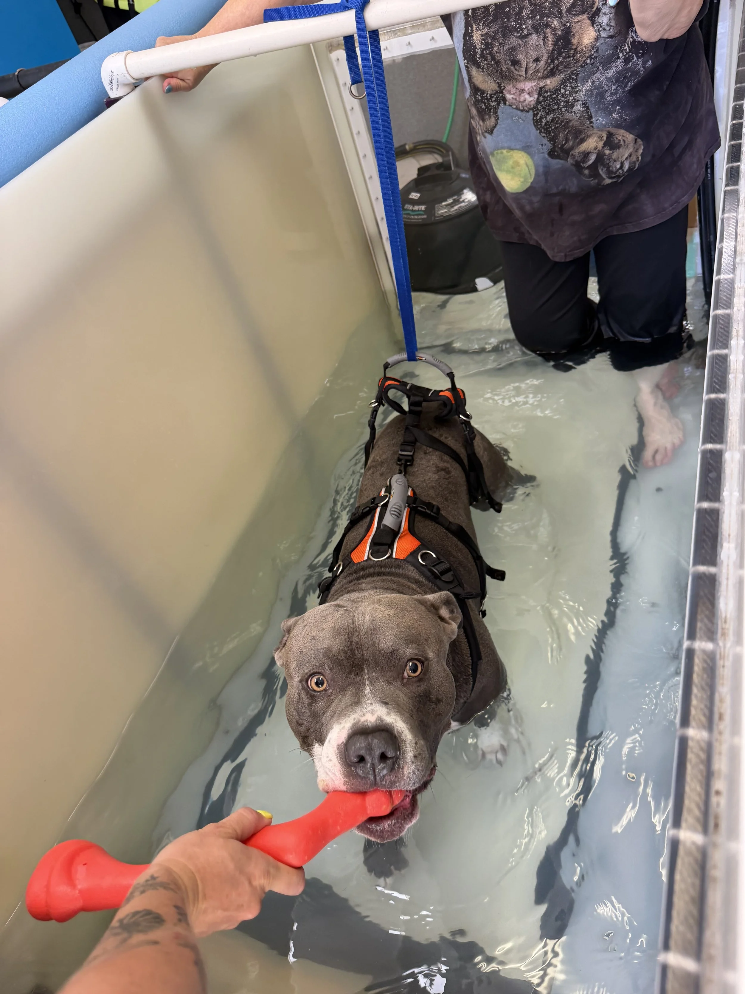 A gray pit bull dog is in an underwater treadmill, wearing a harness that supports its hind end. A person holds a bright orange toy in front of the dog, and the dog bites it happily. The water is clean. A person stands in the tank assisting.