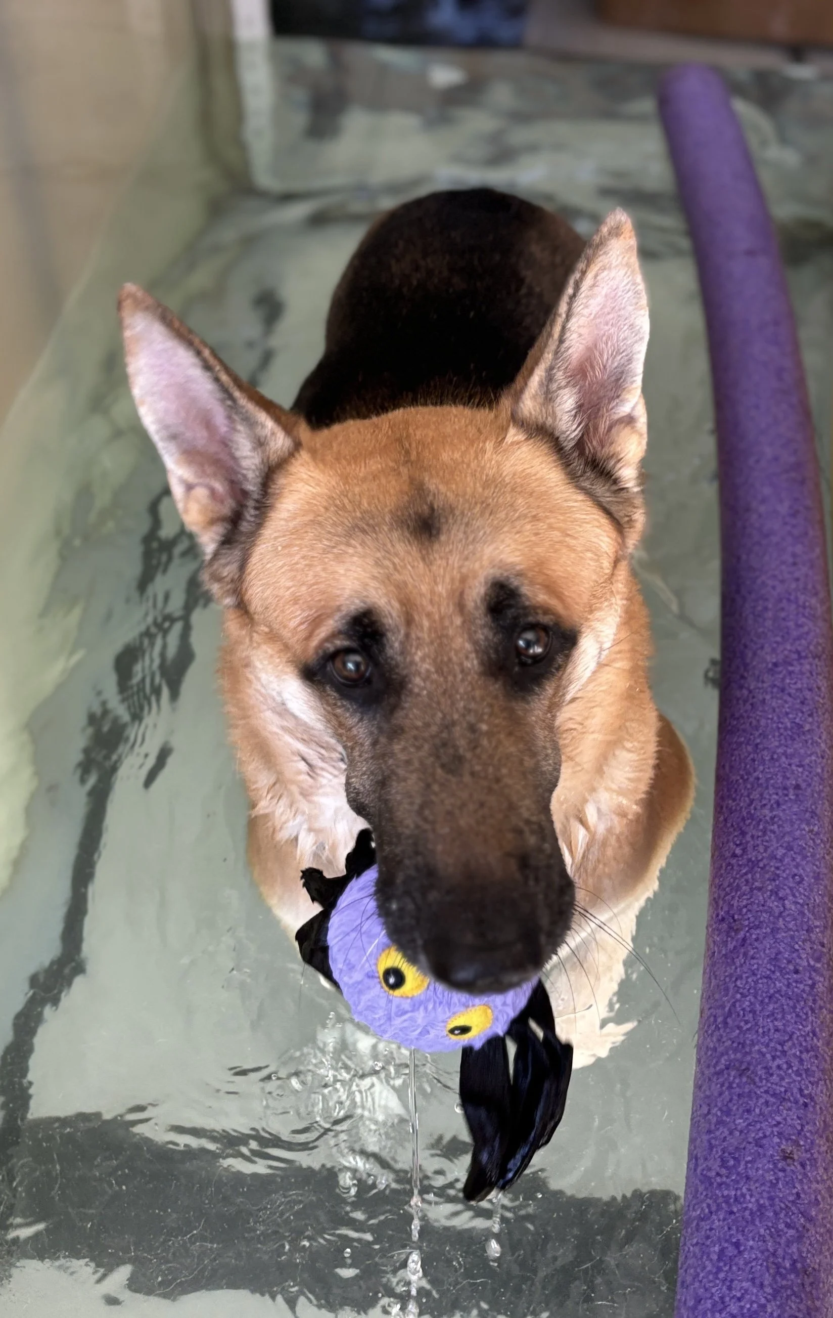 A dog with a brown, black, and tan coat wearing a purple bandana with yellow and black eye patterns, standing in water and looking at the camera.