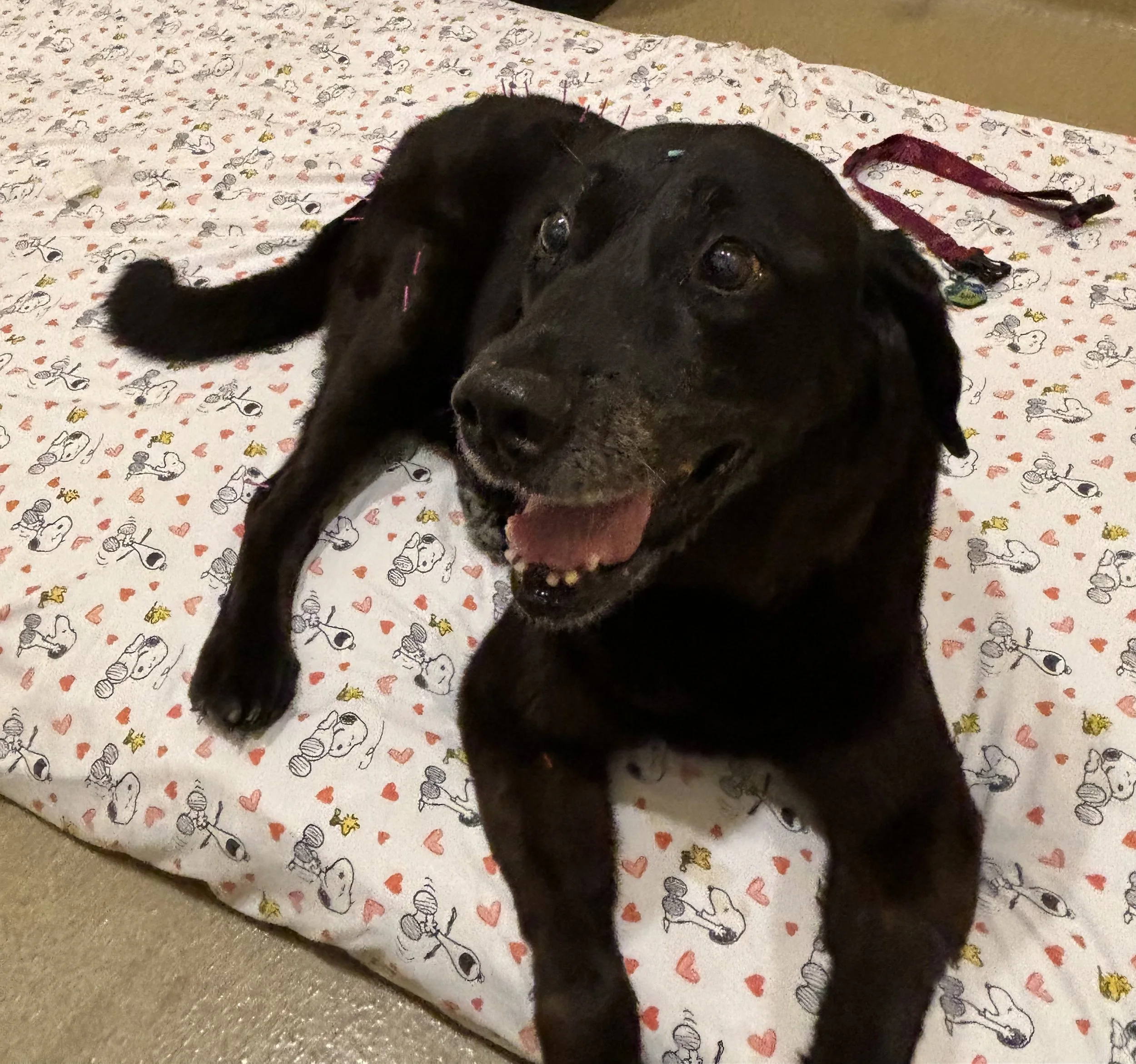 Close-up of a black puppy laying on a blanket with cartoon figures and hearts, with its head and one paw visible. The puppy has shiny black fur and floppy ears.