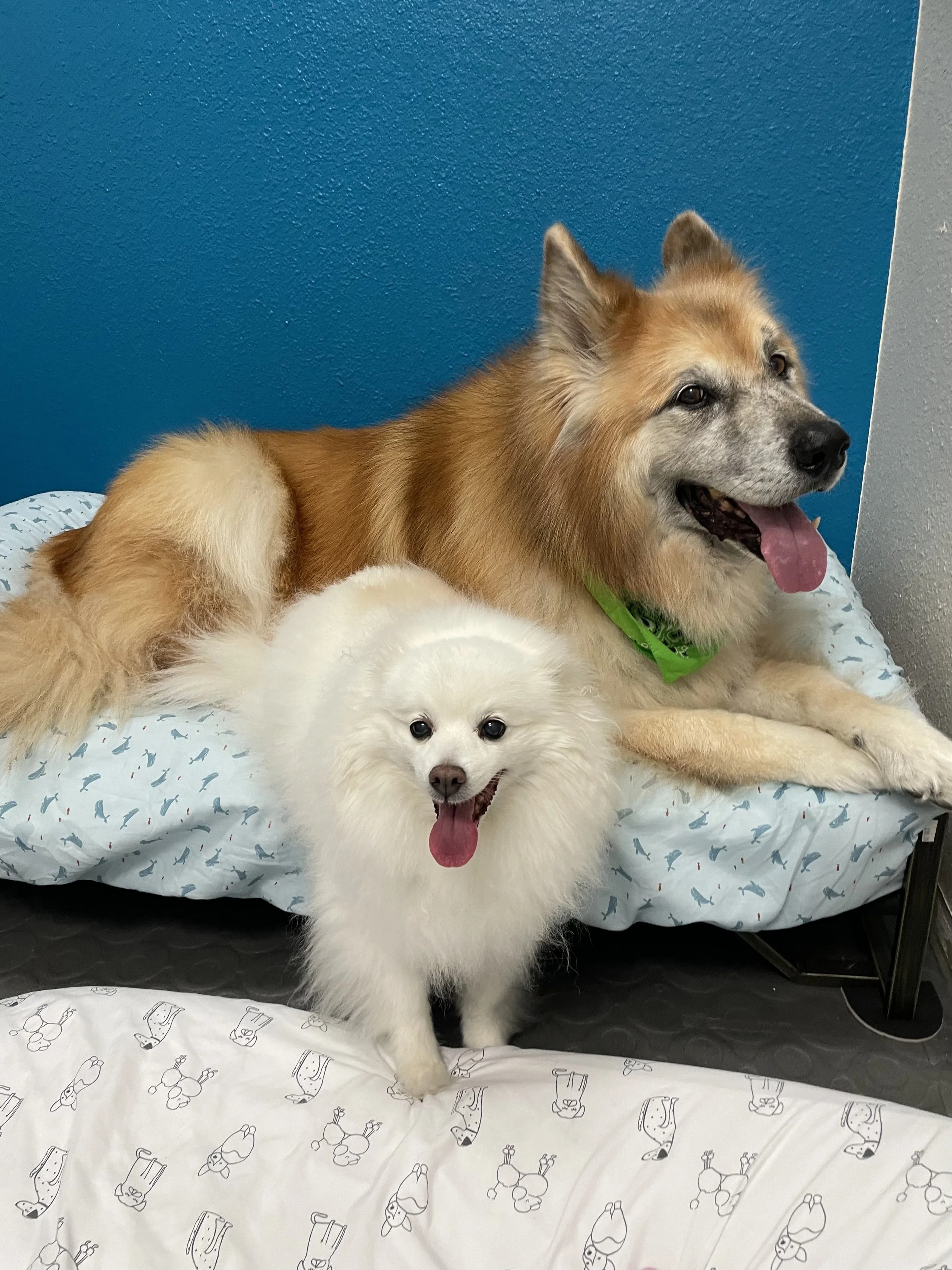 A tan and white dog with a bandana lying on a bed with a white blanket featuring cartoon dogs, with a cream-colored fluffy dog in front of it, both resting on the bed in a room with blue and gray walls.