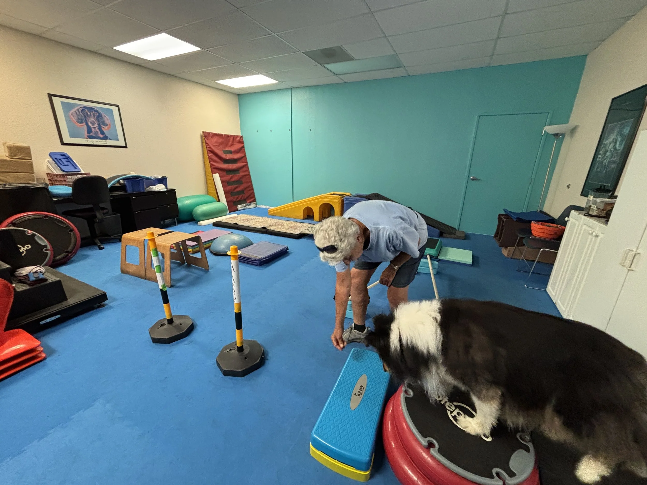 A therapy or activity room with various equipment such as balance balls, mats, poles, and a climbing wall. There is an elderly man with glasses and gray hair on the floor, and a dog sitting on a balance ball. The room has beige and blue walls, a fram
