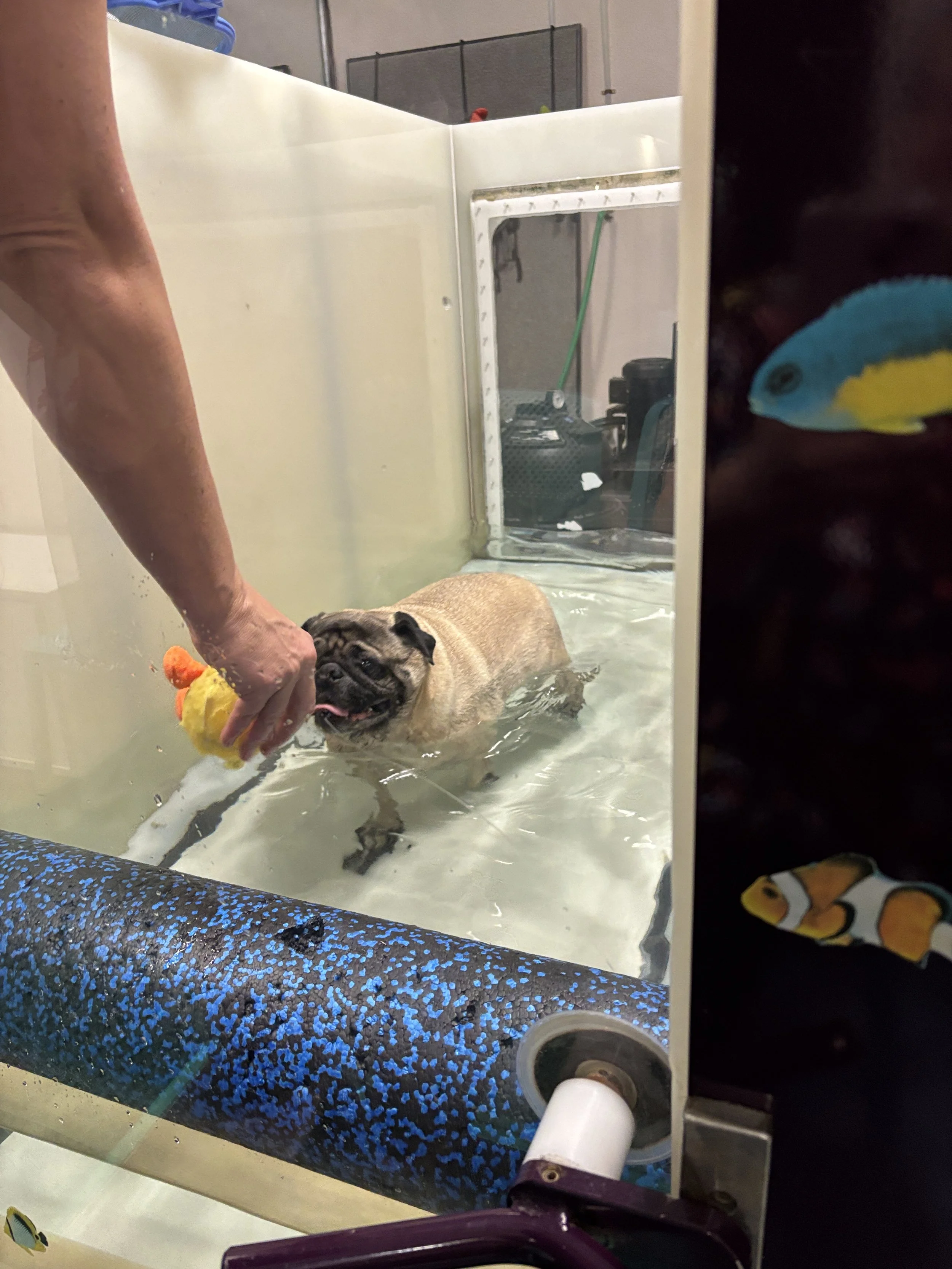 A puppy being positioned in a small water tank by a person, with the tank filled with water and blue decorative stones at the bottom, and a fish design on a nearby object.