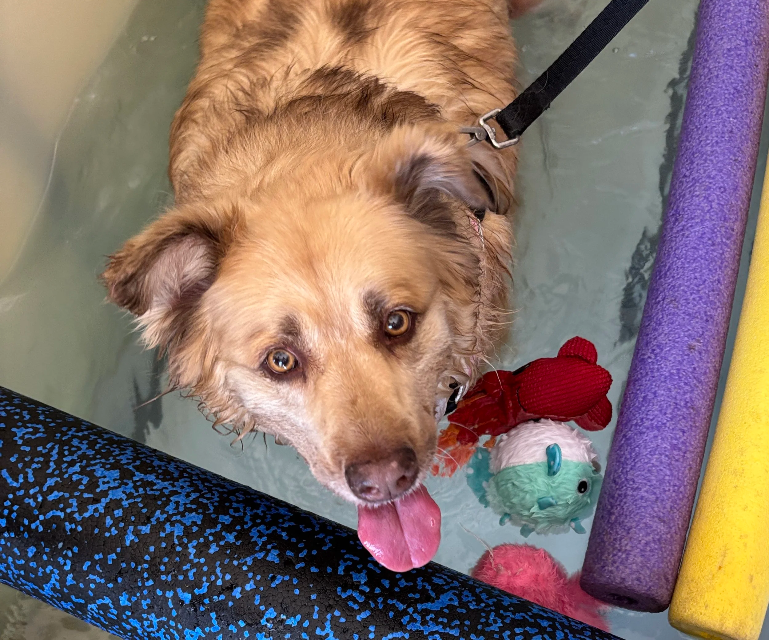 A dog with brown and white fur, brown eyes, and an open mouth with its tongue out, lying on a blue and black speckled surface. The dog is wearing a black collar and leash, next to a purple foam roller, and a green plush toy shaped like a fish.