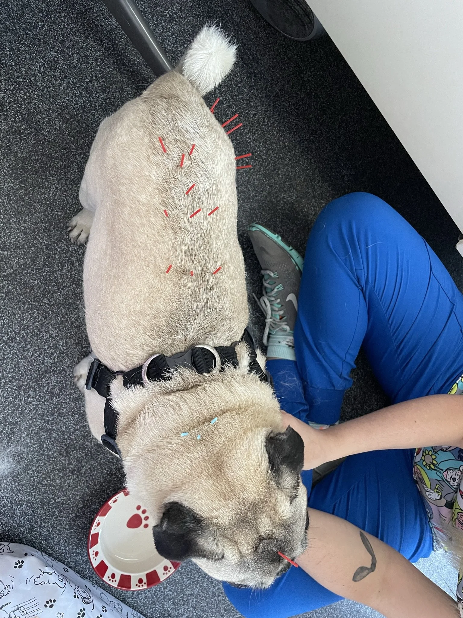 A person sitting on a gray carpet floor with a large beige and black dog resting on their lap. The dog has acupuncture needles on its back and is eating from a red and white paw print bowl. The person is wearing blue pants, black shoes, and has a tat