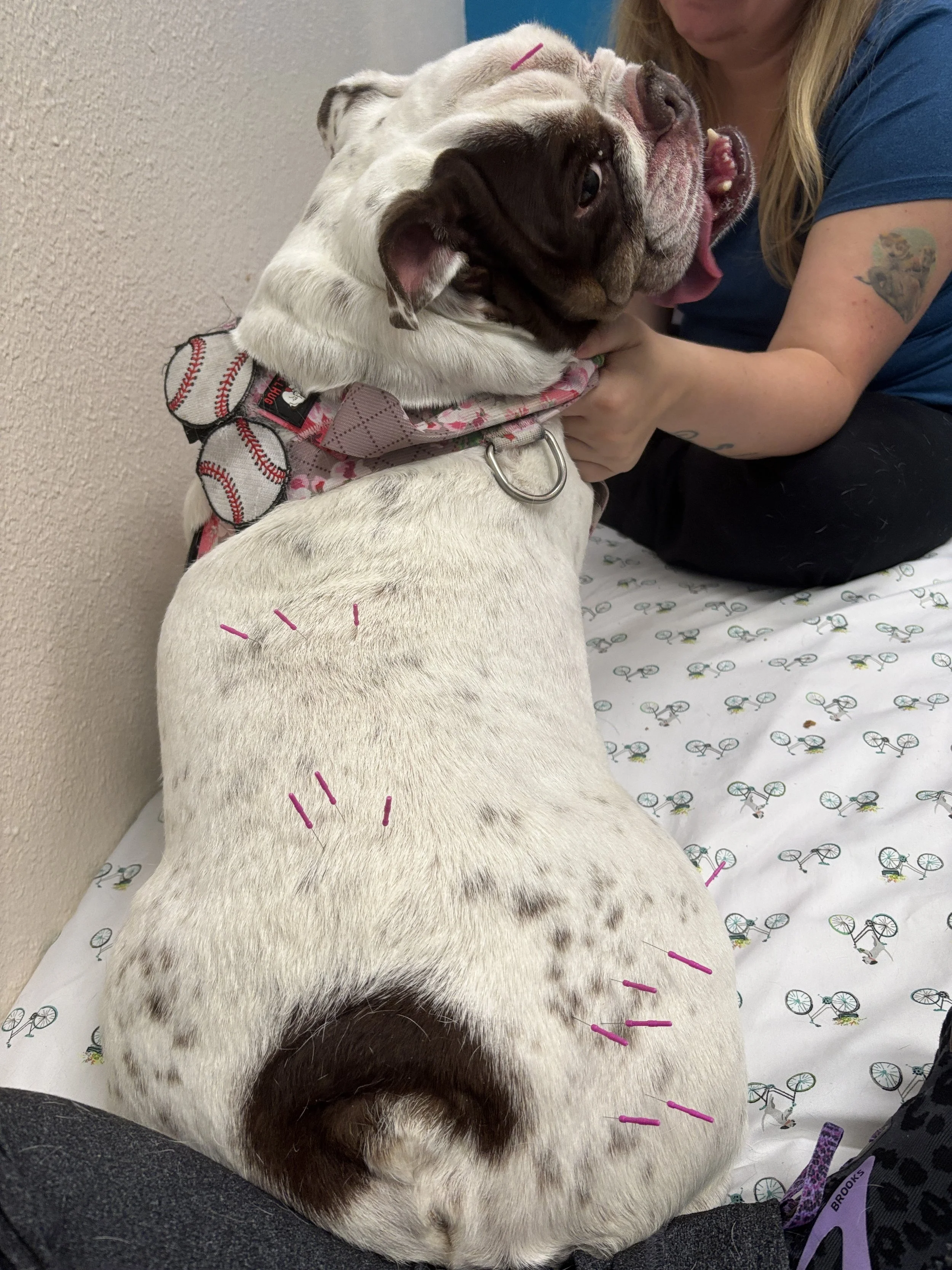 A bulldog lying on a medical bed with acupuncture needles on its back, a woman holding its head, and medical tools and a person’s leg with jeans visible in the foreground