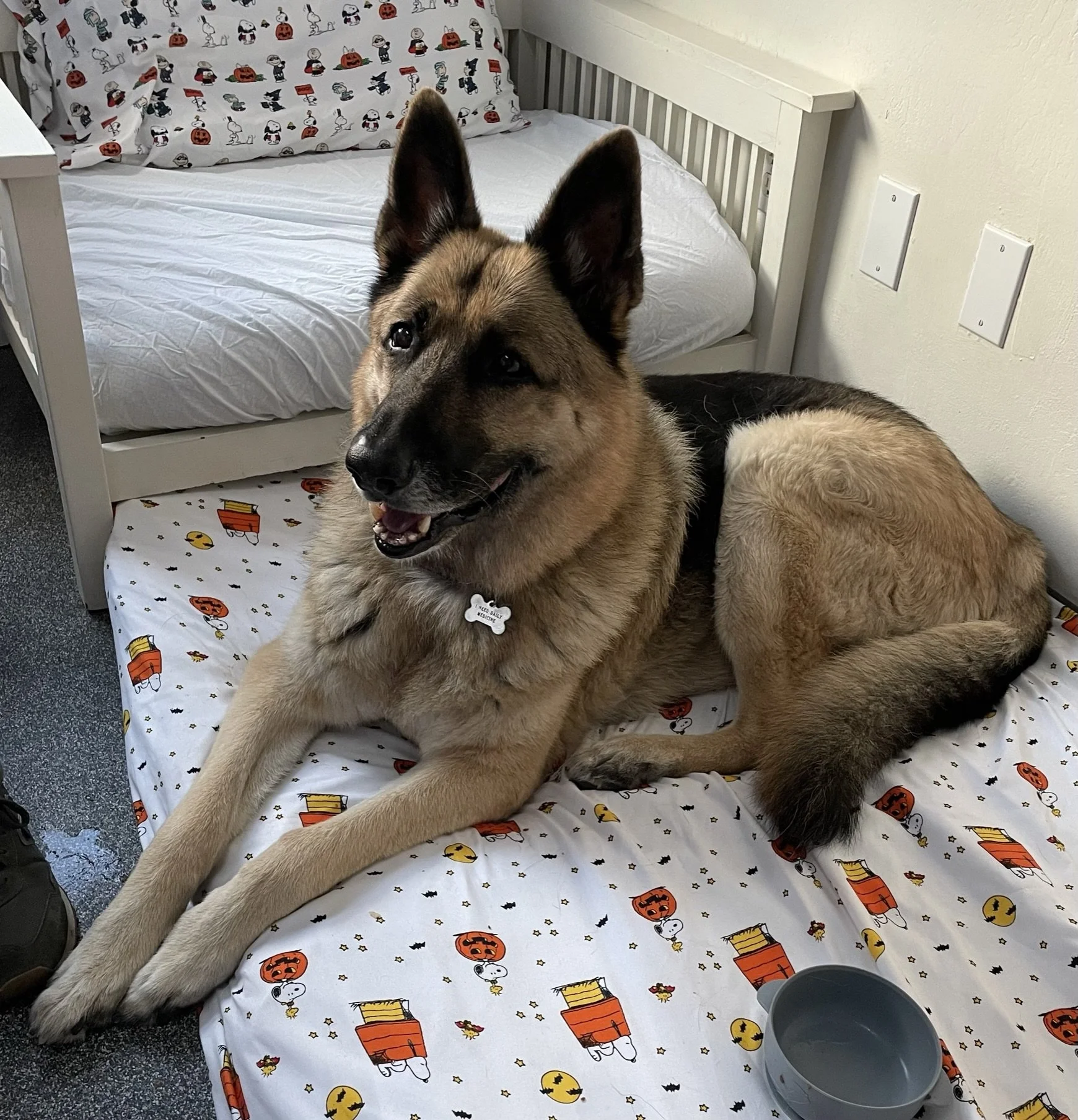 A German Shepherd dog lying on a bed with a Halloween-themed sheet. The bed has a headboard, and there are Halloween-themed pillowcases with Snoopy and pumpkins. A gray bucket rests on the bed near the dog's hind legs, and the floor is carpeted.