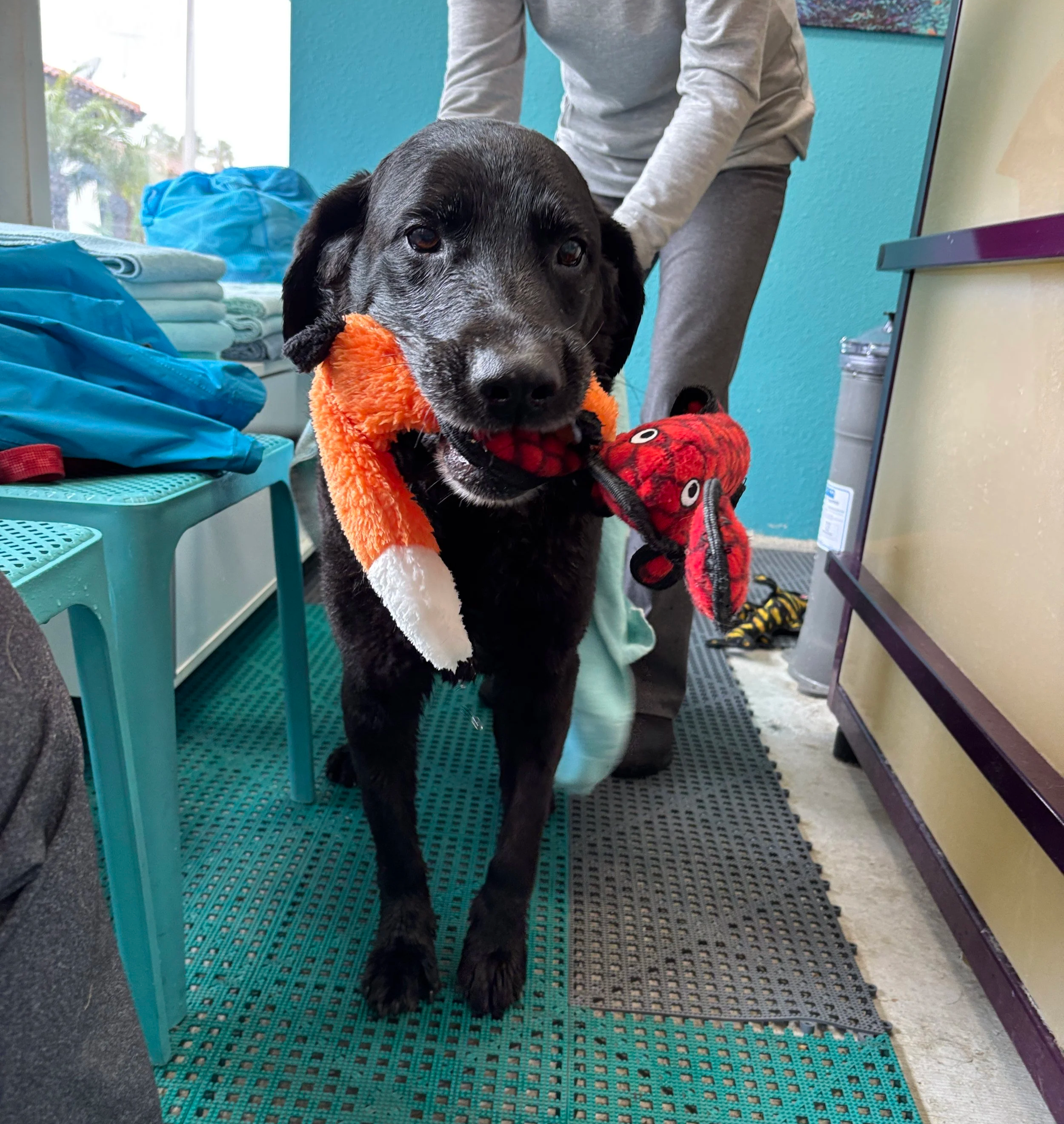 A black dog holding a red plush toy in its mouth, standing on a blue mat in a room with teal walls and a window in the background. A person in a gray hoodie and sweatpants is partially visible behind the dog, and there are folded towels and various items on a teal shelf and purple cart nearby.