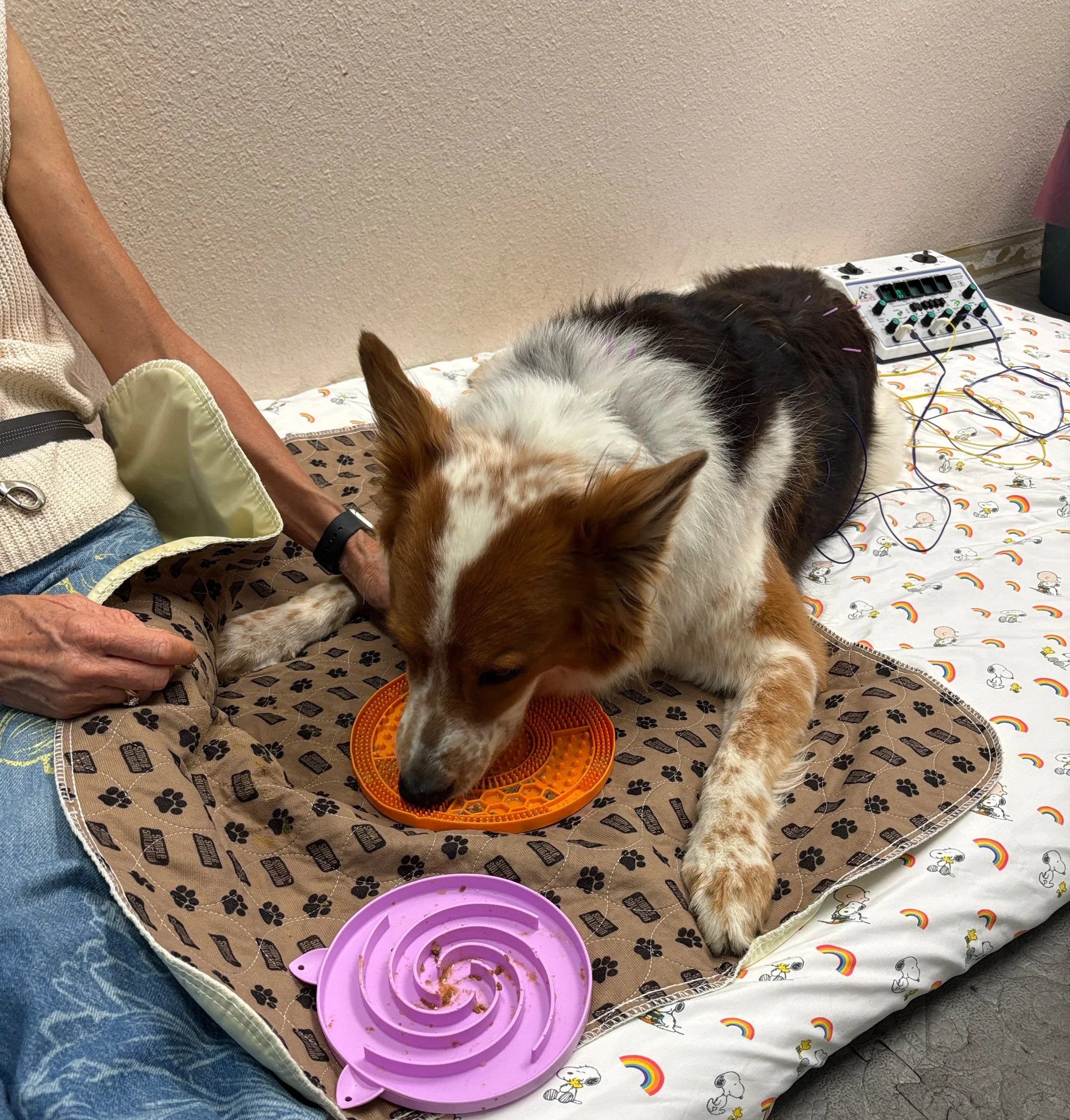 A dog with brown and white fur is lying on a bed, eating food from an orange silicone dog food mat. Nearby, there is a purple pet slow feeder puzzle in a circular shape. Part of a person’s arm, wearing a beige or cream-colored sweater, and blue jeans