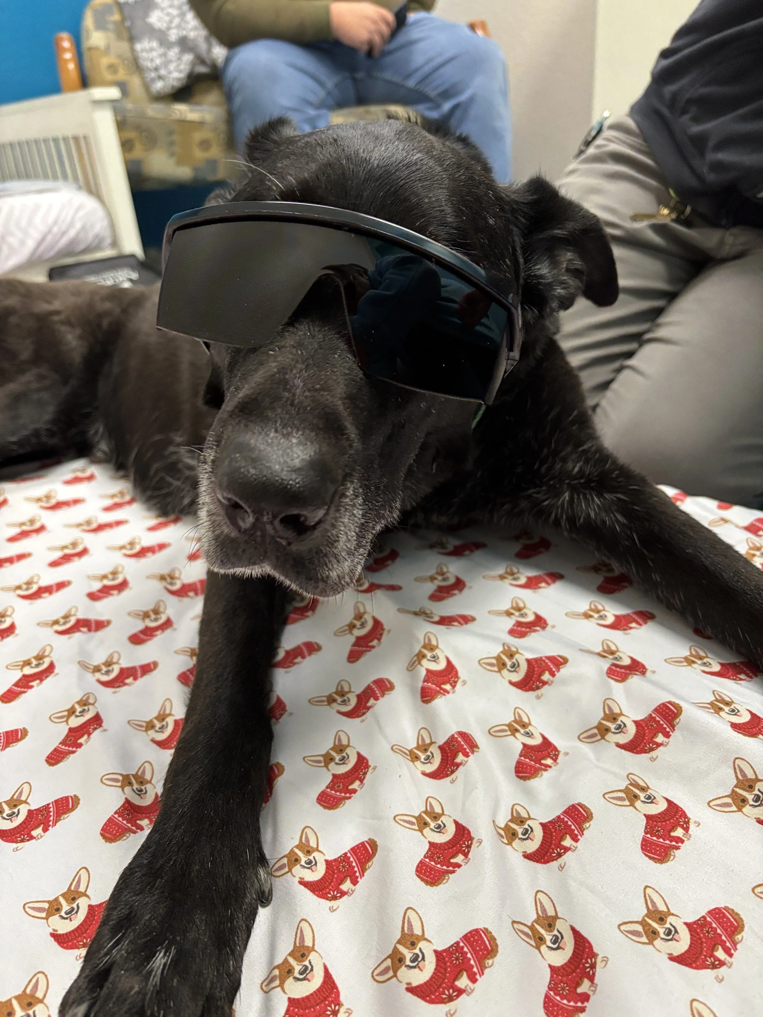 A black dog with sunglasses lying on a holiday-themed blanket, with a person sitting nearby in a room decorated for Christmas.