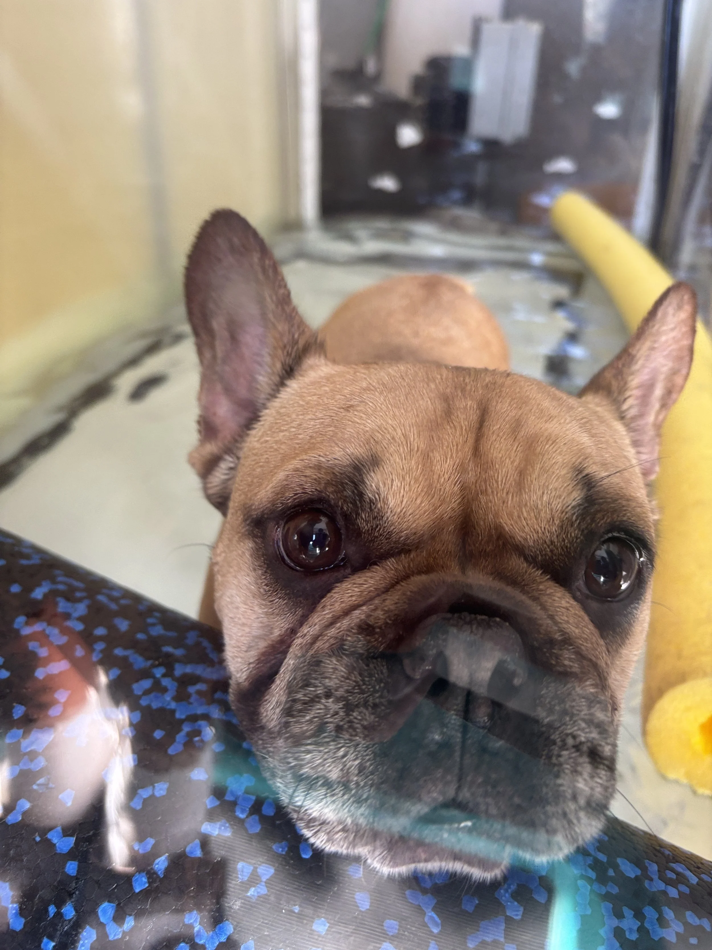 Close-up of a French Bulldog's face with big eyes and a black nose, looking into the camera. The dog is in front of a yellow object, possibly a toy, and is sitting on a surface with blue confetti scattered around.