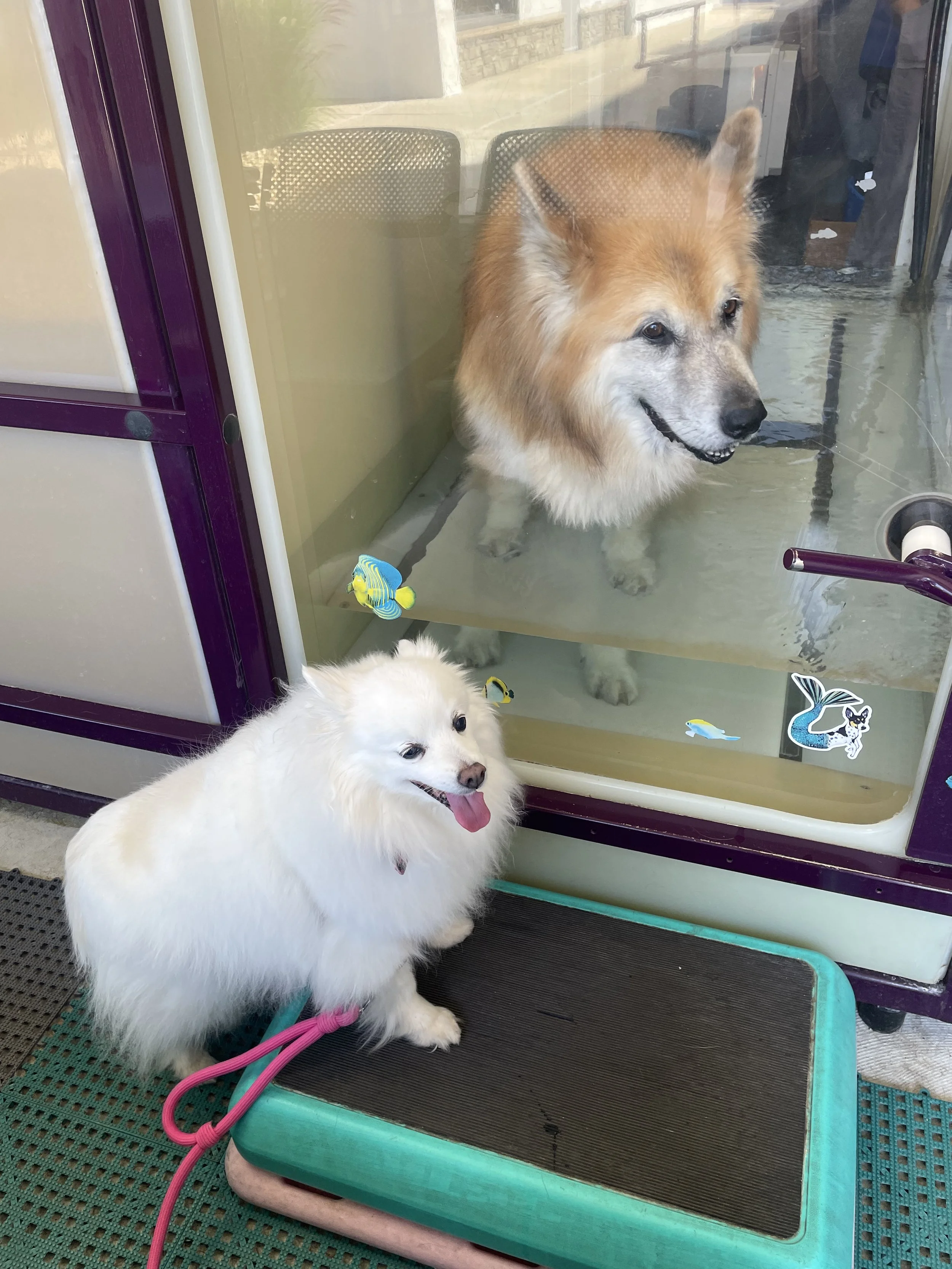 A fluffy white dog with a pink leash standing on a rubber mat in front of a glass door, looking at two dogs inside behind the glass. The dogs inside include a large, fluffy brown and white dog with a happy expression and a smaller, light-colored dog 