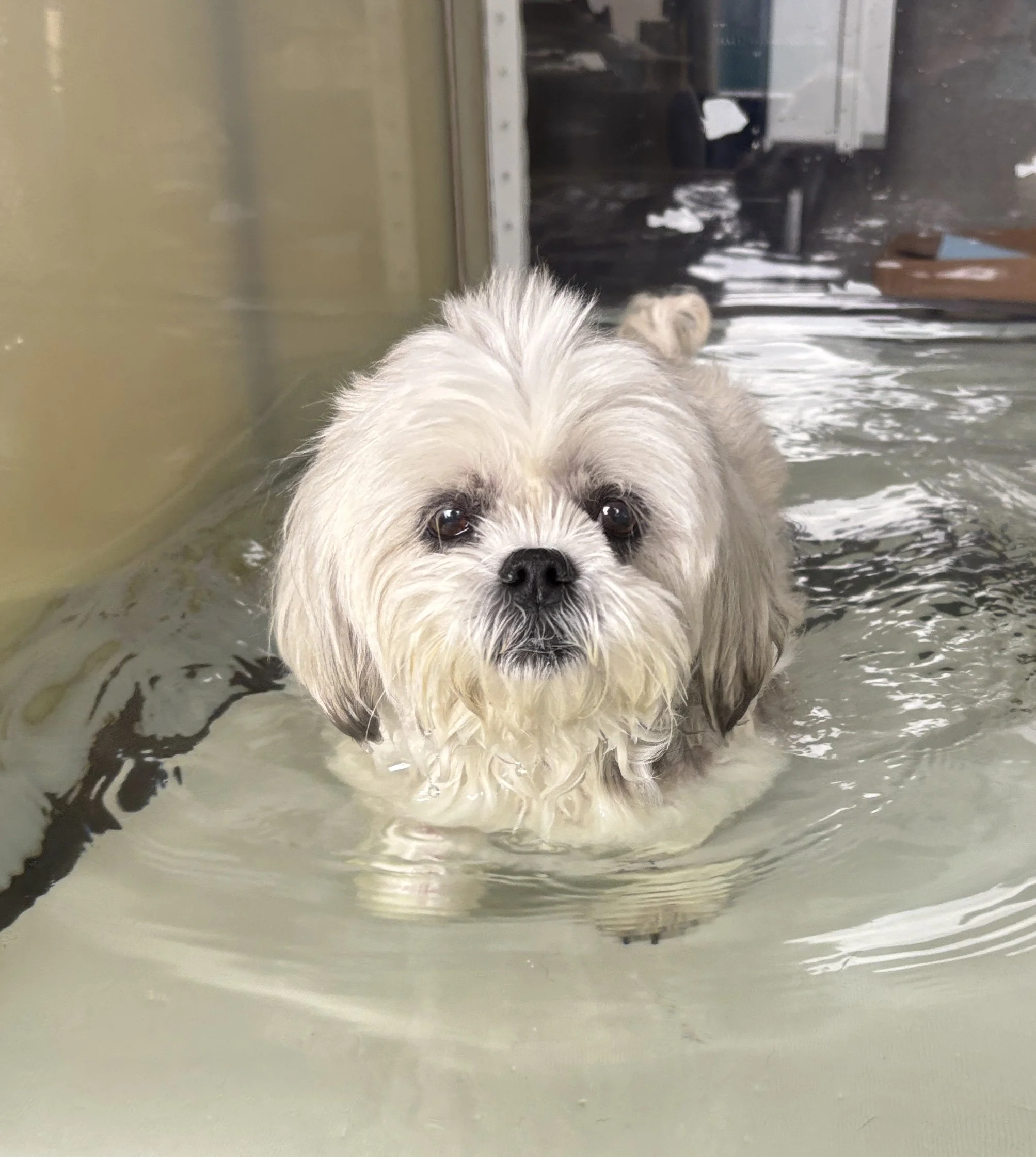 A small, fluffy dog with tan and white fur standing in a stainless steel sink filled with water, looking directly at the camera. The background shows some washing machine or dryer and laundry items.