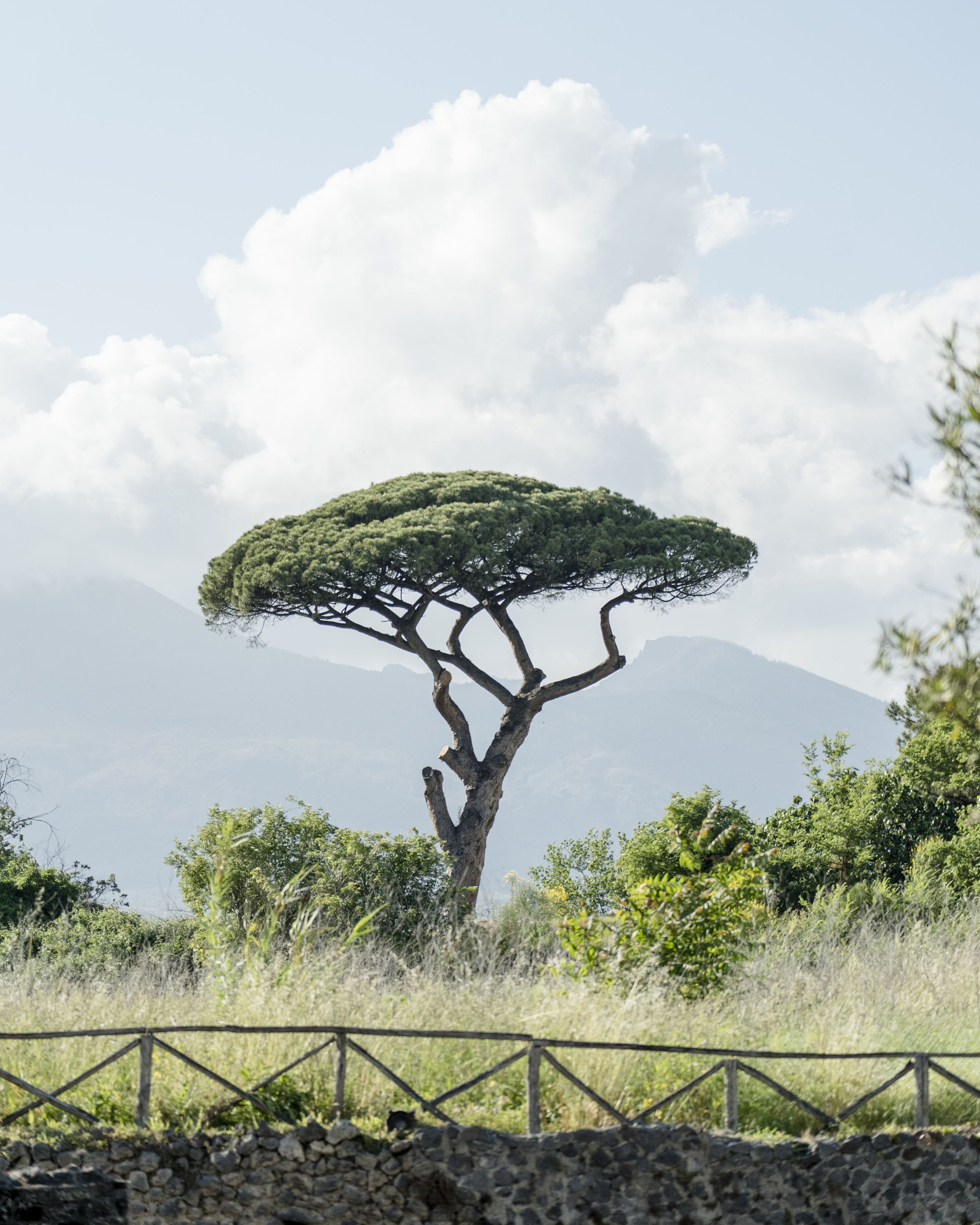 A lone tree with a wide, rounded green canopy and a thick, twisted trunk, standing in a natural landscape with distant mountains, a wooden fence, and a partly cloudy sky.