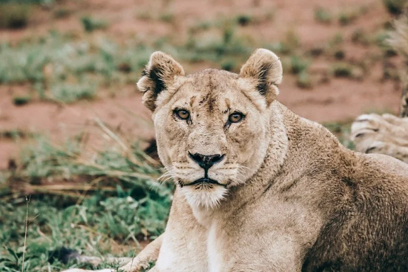 A lioness lying on the grass surrounded by a natural habitat.