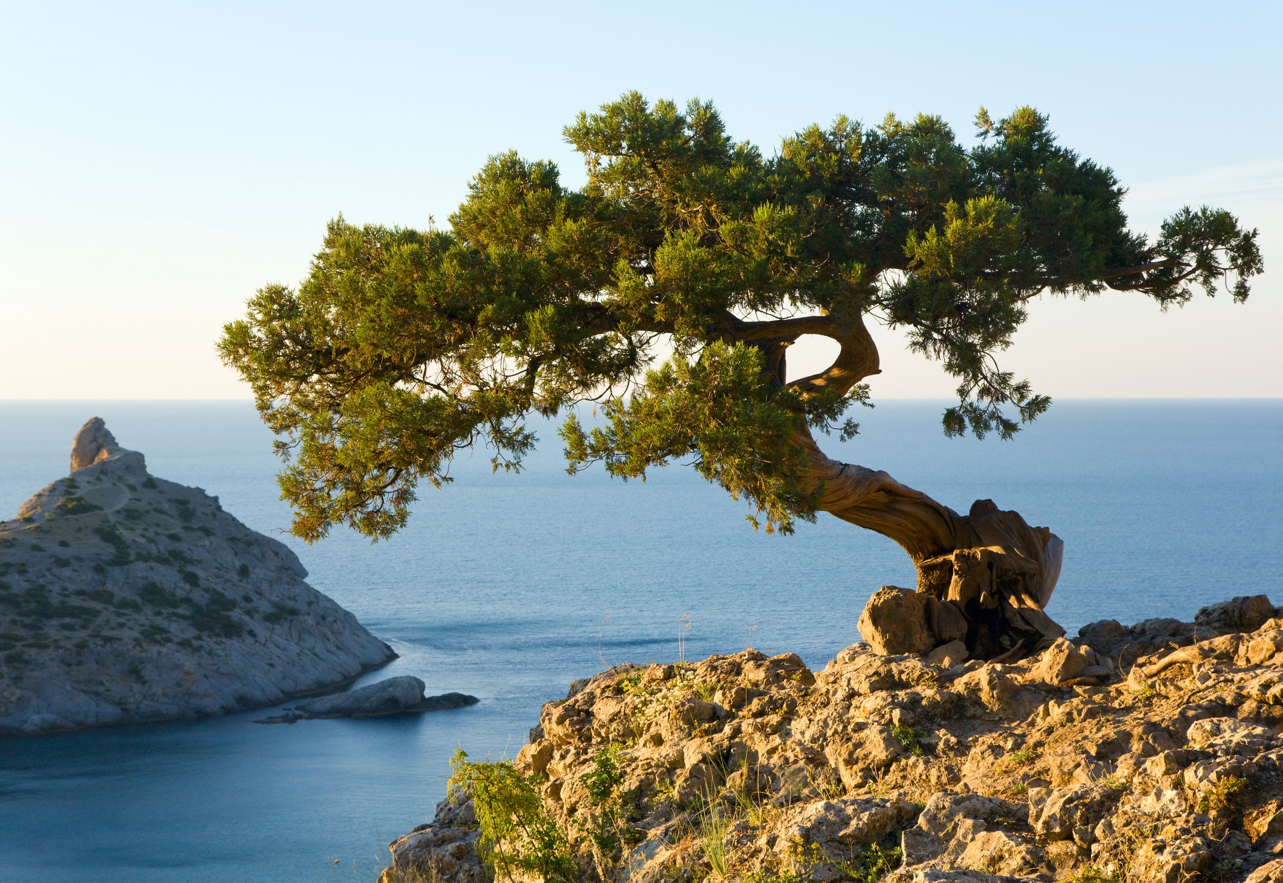A solitary tree growing on rocky cliffs overlooking the ocean, with a clear sky in the background.