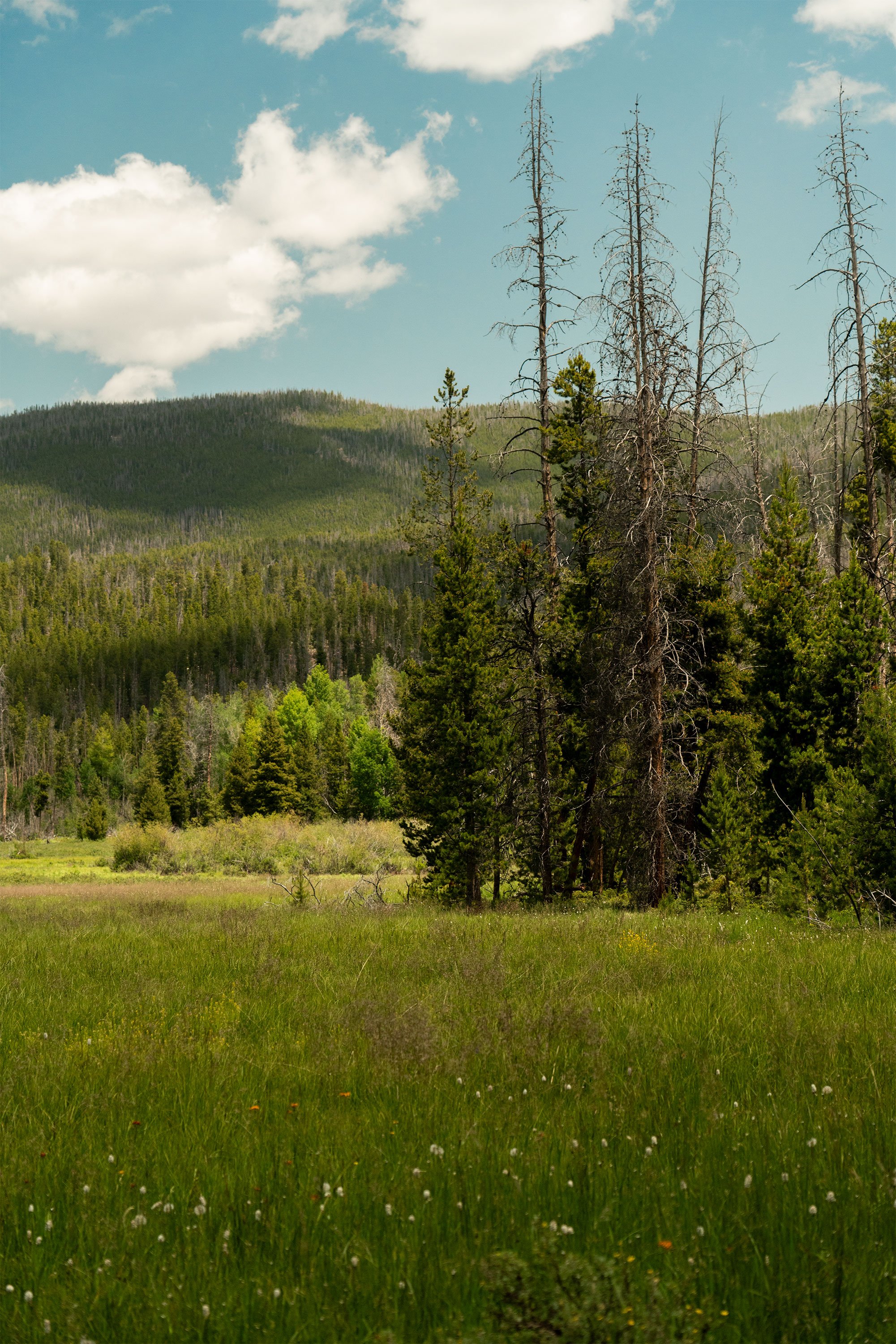 A scenic landscape featuring a lush green meadow with wildflowers in the foreground, a mix of green trees and dead tall trees in the middle ground, and forested hills under a partly cloudy sky in the background.