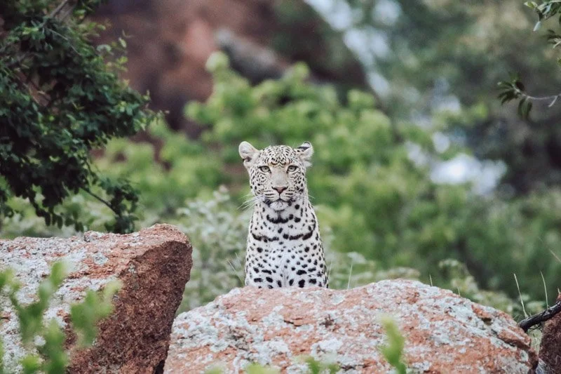 A leopard sitting on a large rock surrounded by green bushes and trees in a natural outdoor setting.