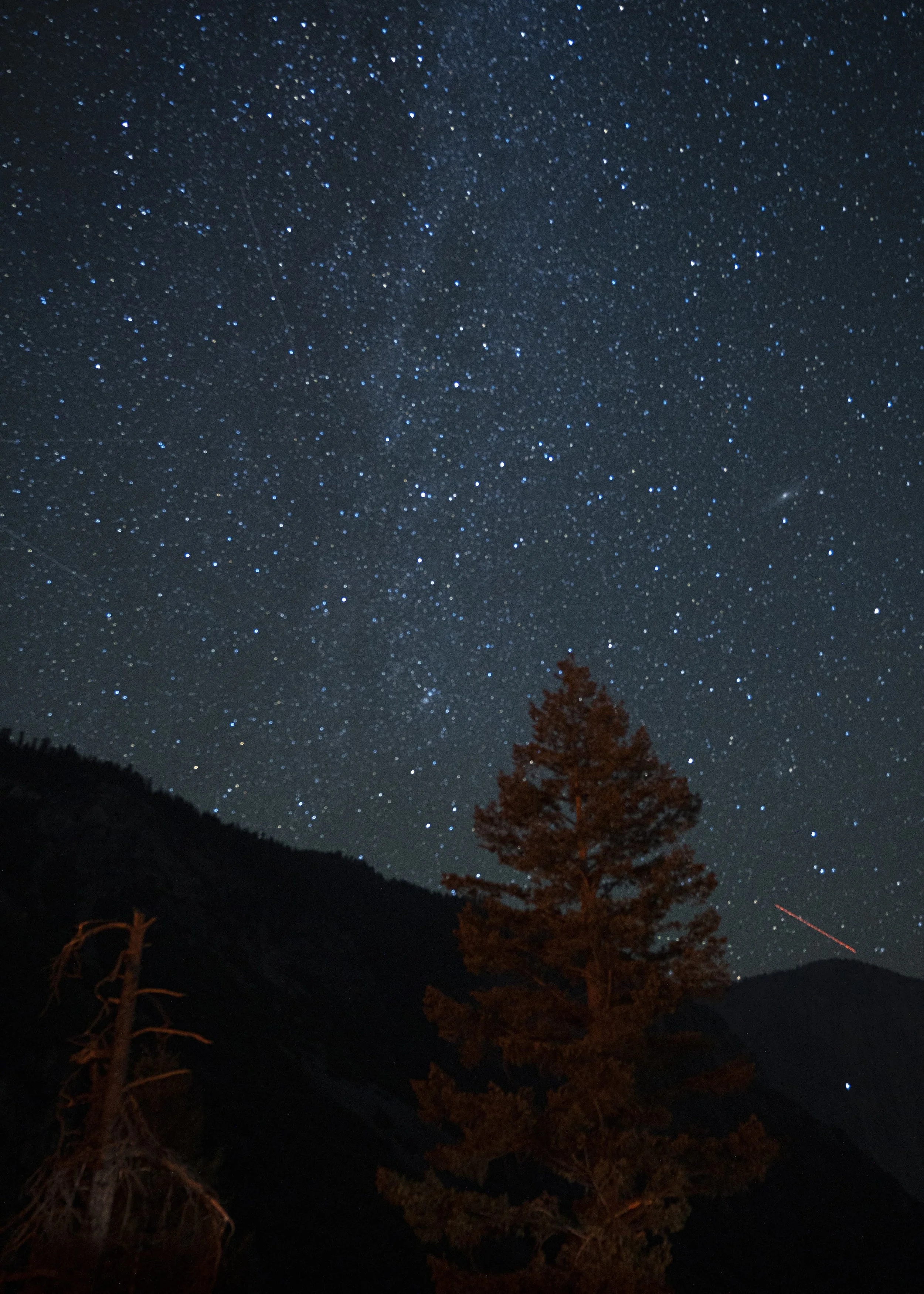 Night sky filled with numerous stars, above dark forest and trees.