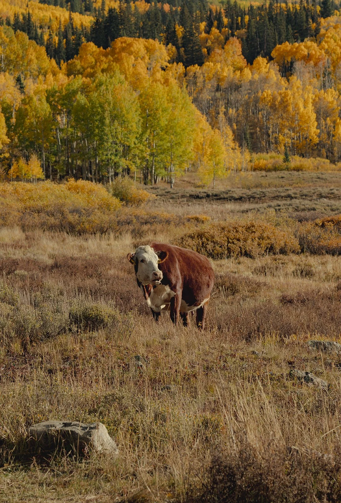 A cow with a white face and brown body standing in a field during autumn, with trees showing fall colors in the background.