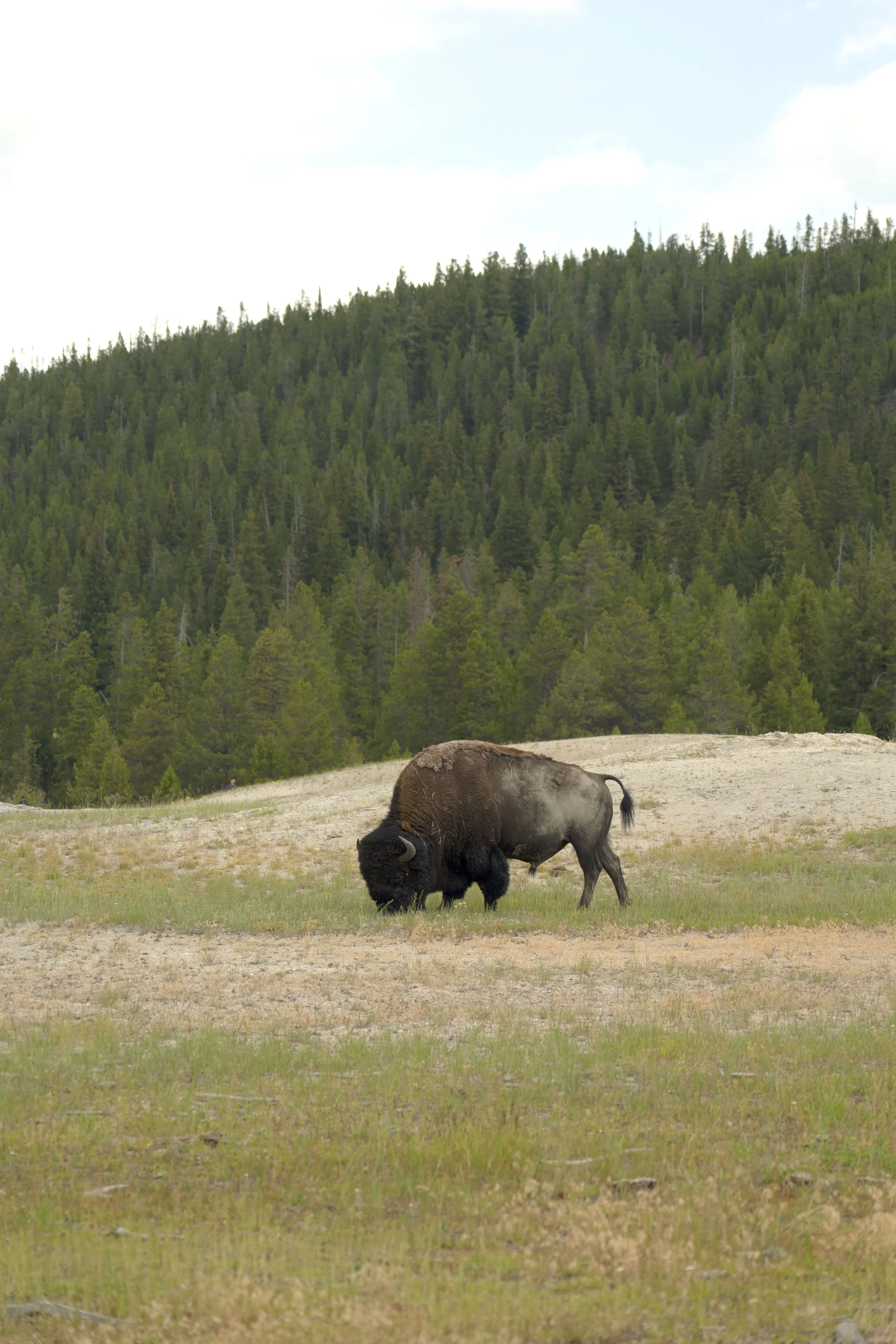 A bison grazing on a grassy field near a forested hillside under a partly cloudy sky.