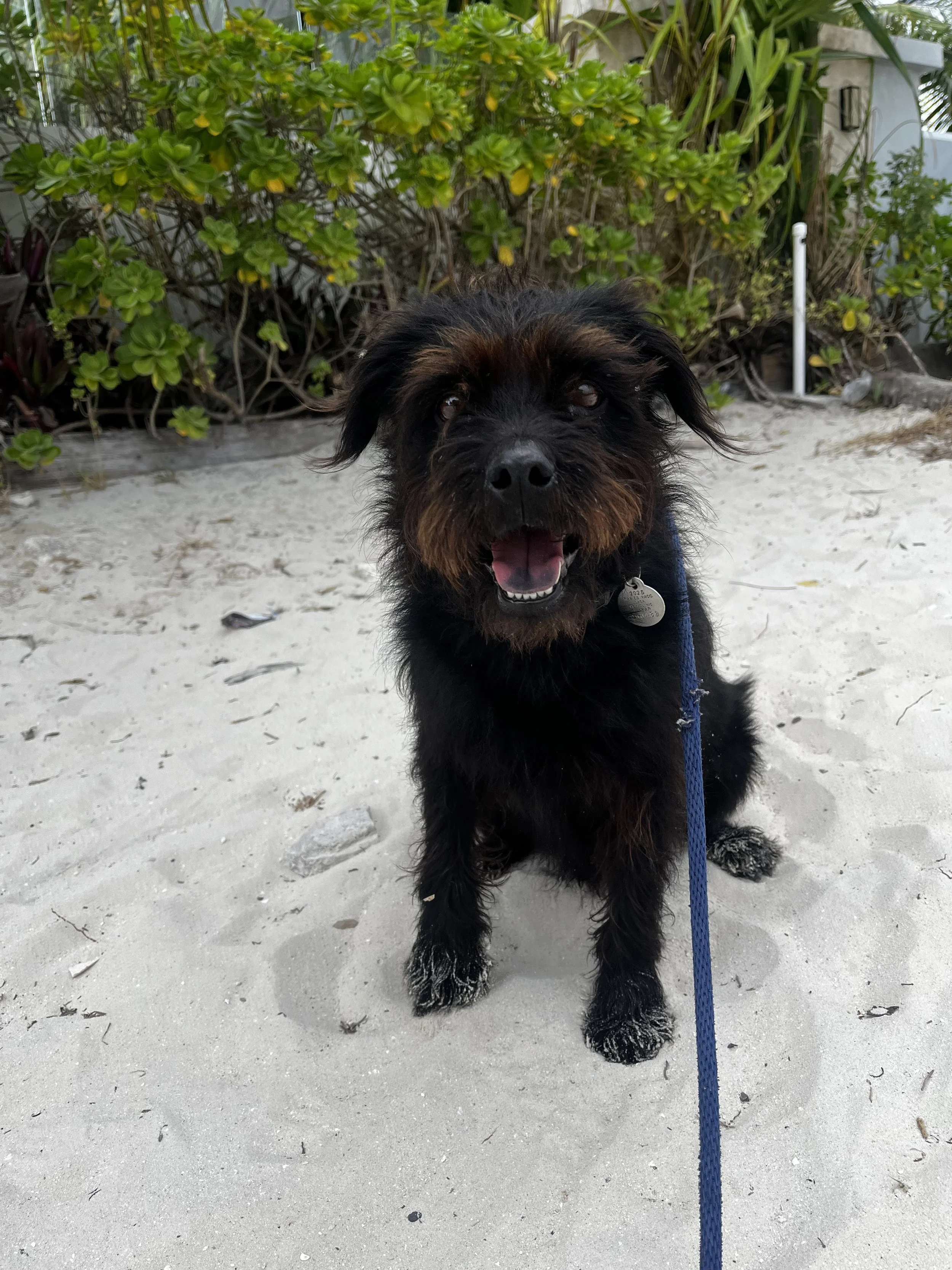 traveling dog sitter