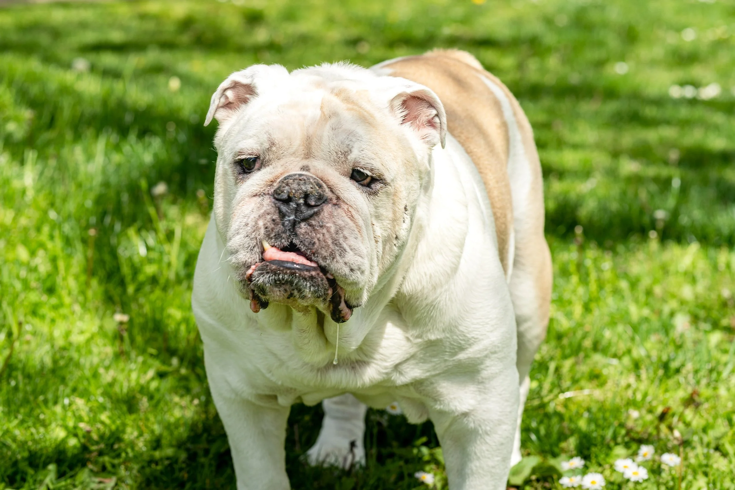 A white bulldog with a tan patch on its back walking on green grass in a park.