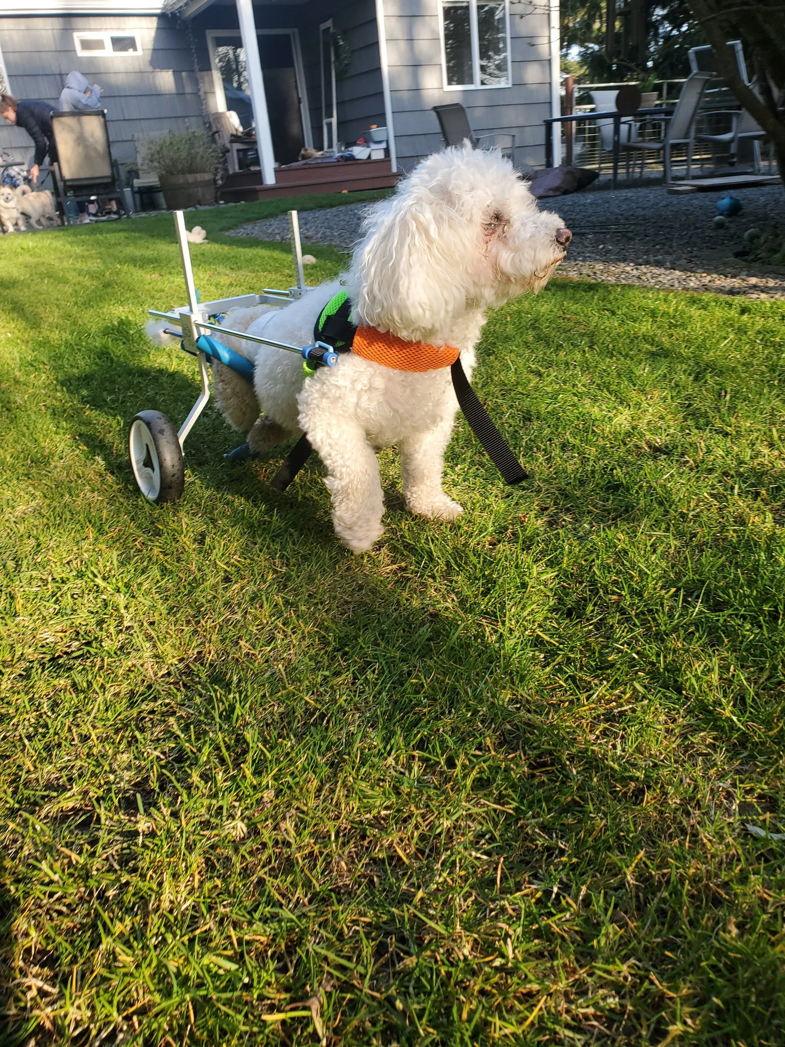 A white dog with curly fur using a wheelchair outside on the grass in a backyard, with a house, patio, and people in the background.