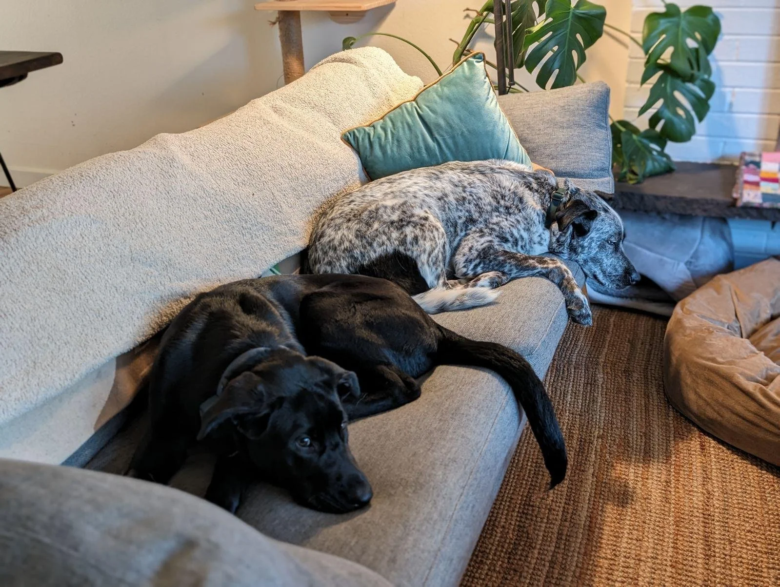 Three dogs sleeping on a sofa in a cozy living room, with plants and a bean bag nearby.