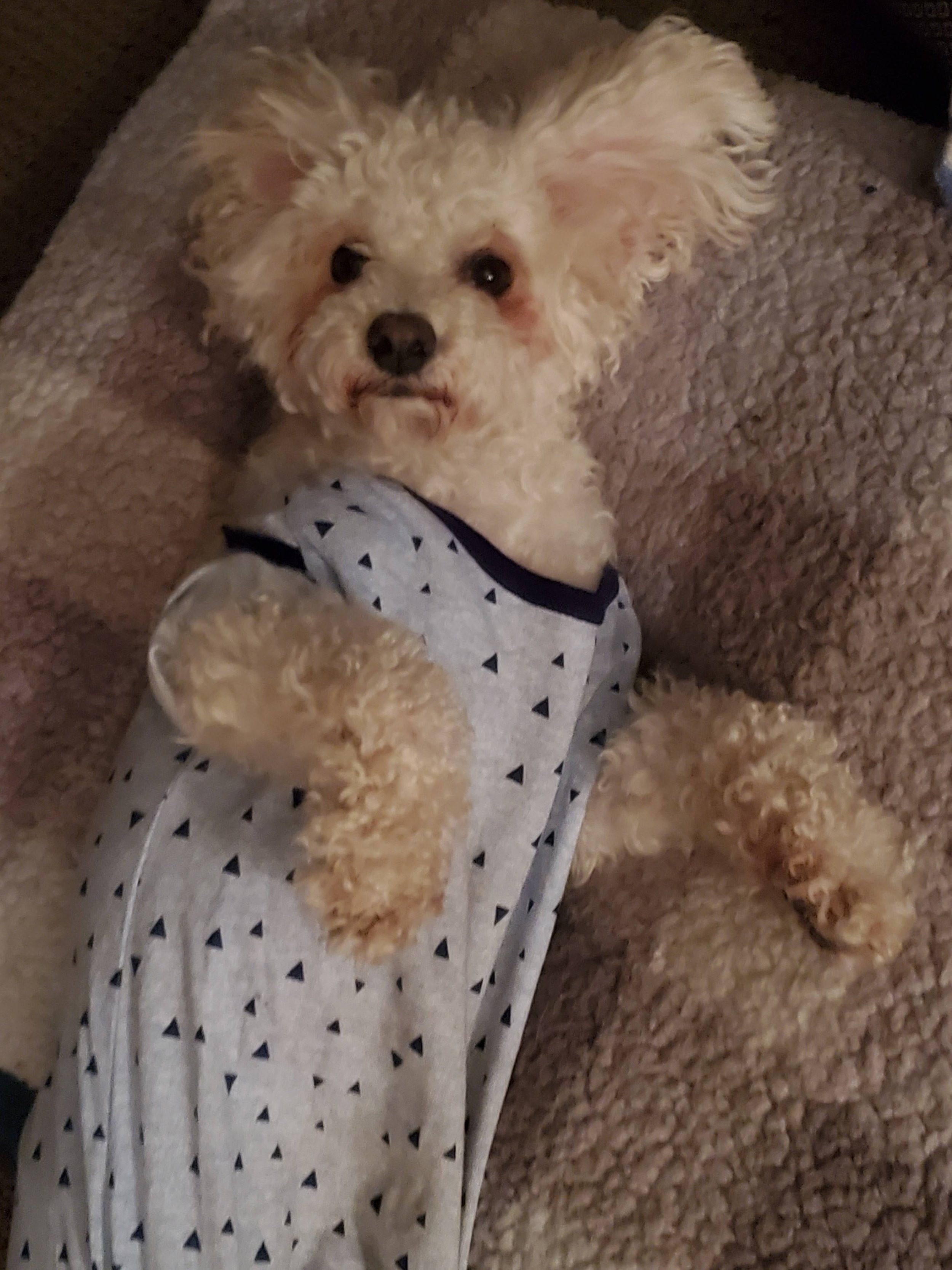 in-home dog sitting Seattle