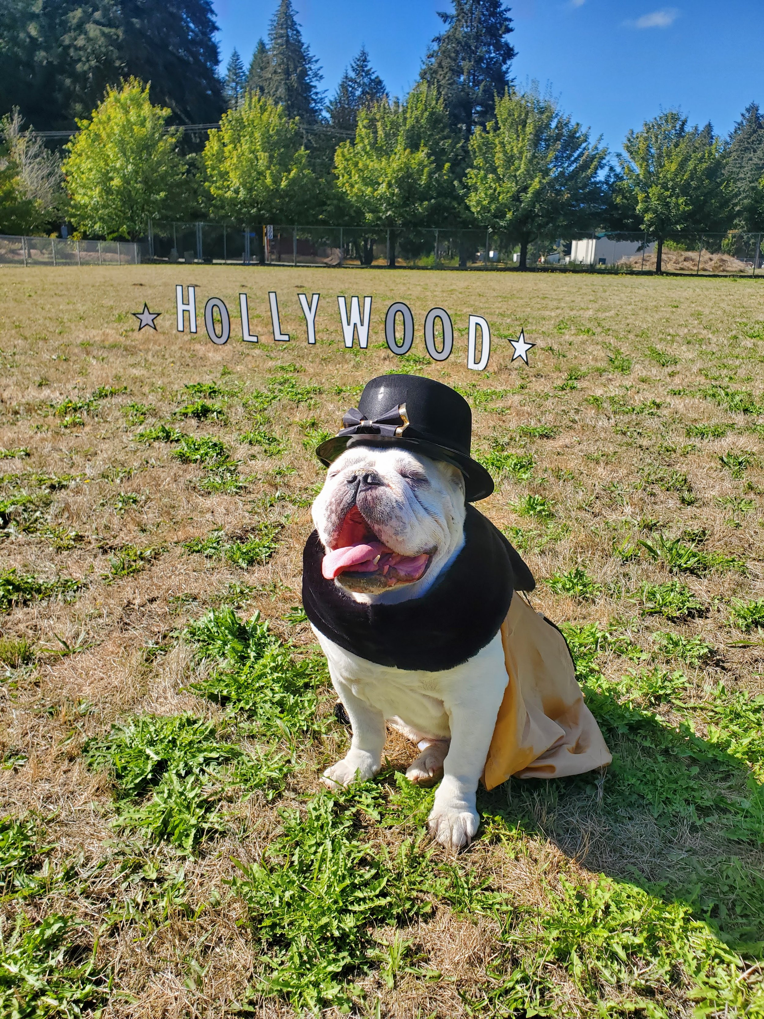 A dog sitting on grass wearing a bowler hat and a costume, with a