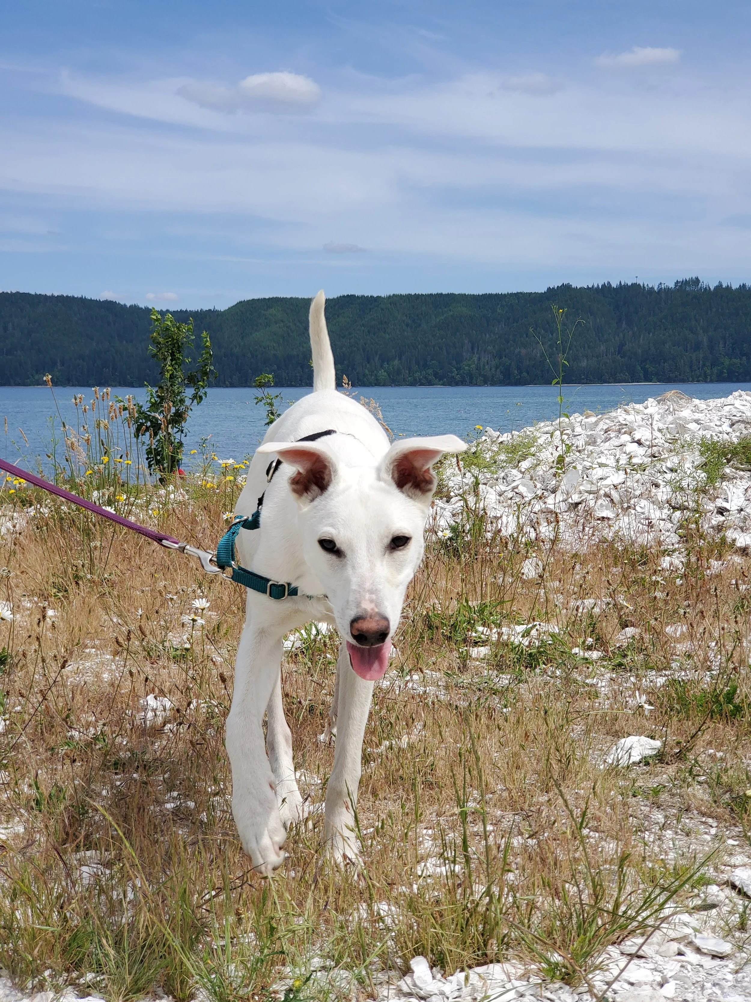 White dog with a blue harness and leash walking on grassy, rocky terrain near a body of water with distant forested hills under a partly cloudy sky.