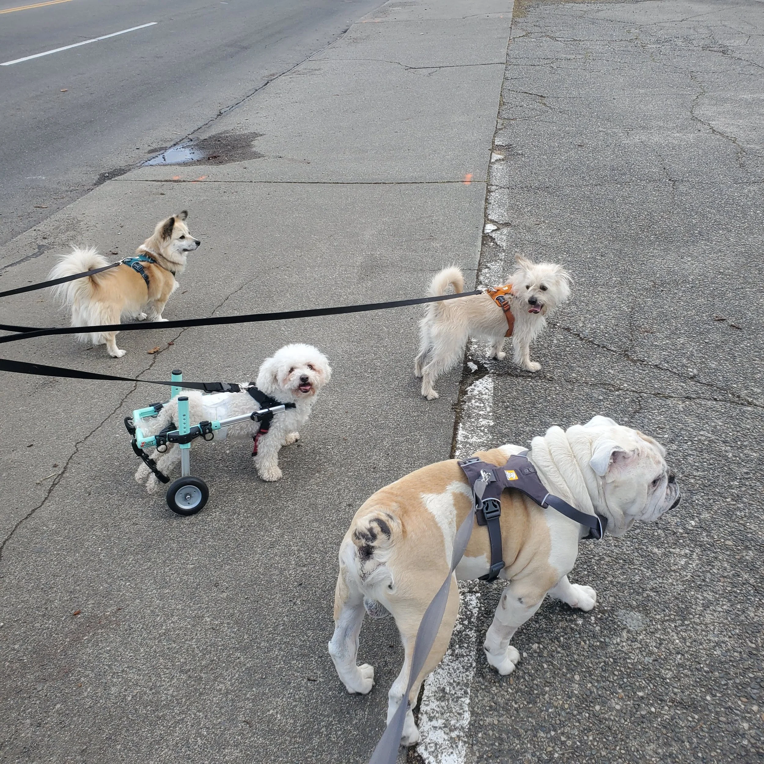 Four small dogs with harnesses on leashes are standing on the sidewalk next to a street, with one dog in a wheelchair.