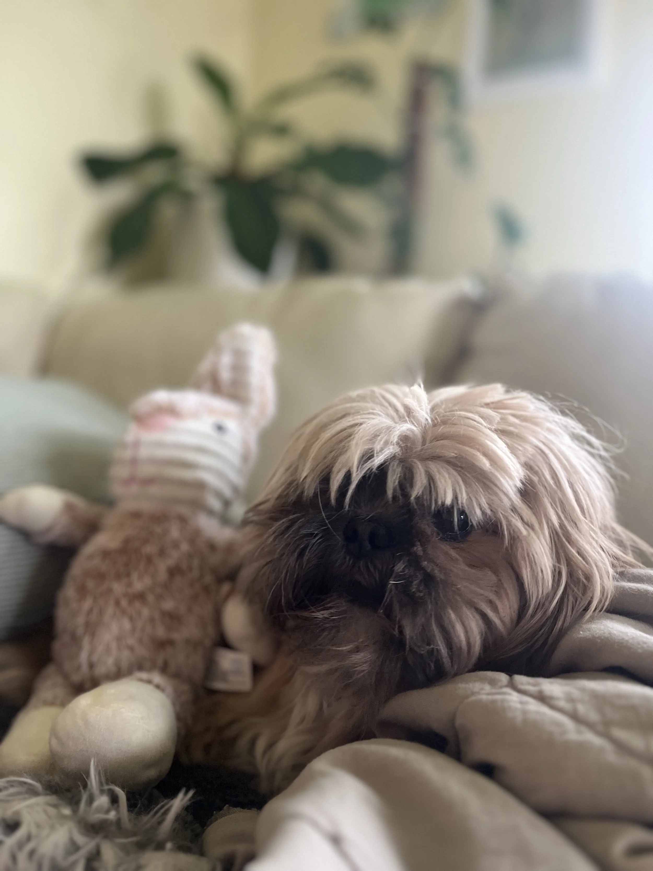seattle dog sitting services