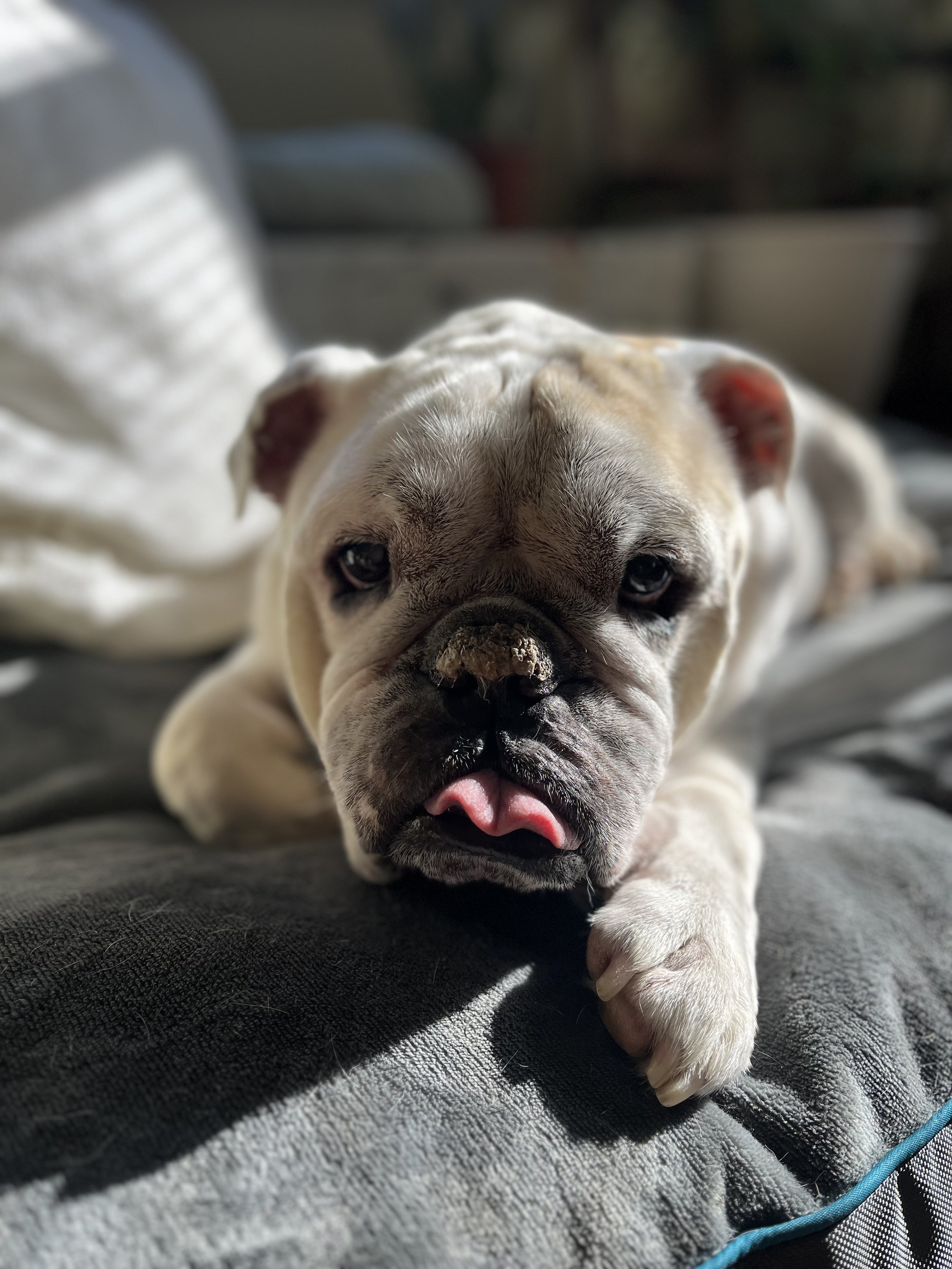 Close-up of a sleeping bulldog lying on a gray blanket, with sunlight casting shadows on its face.